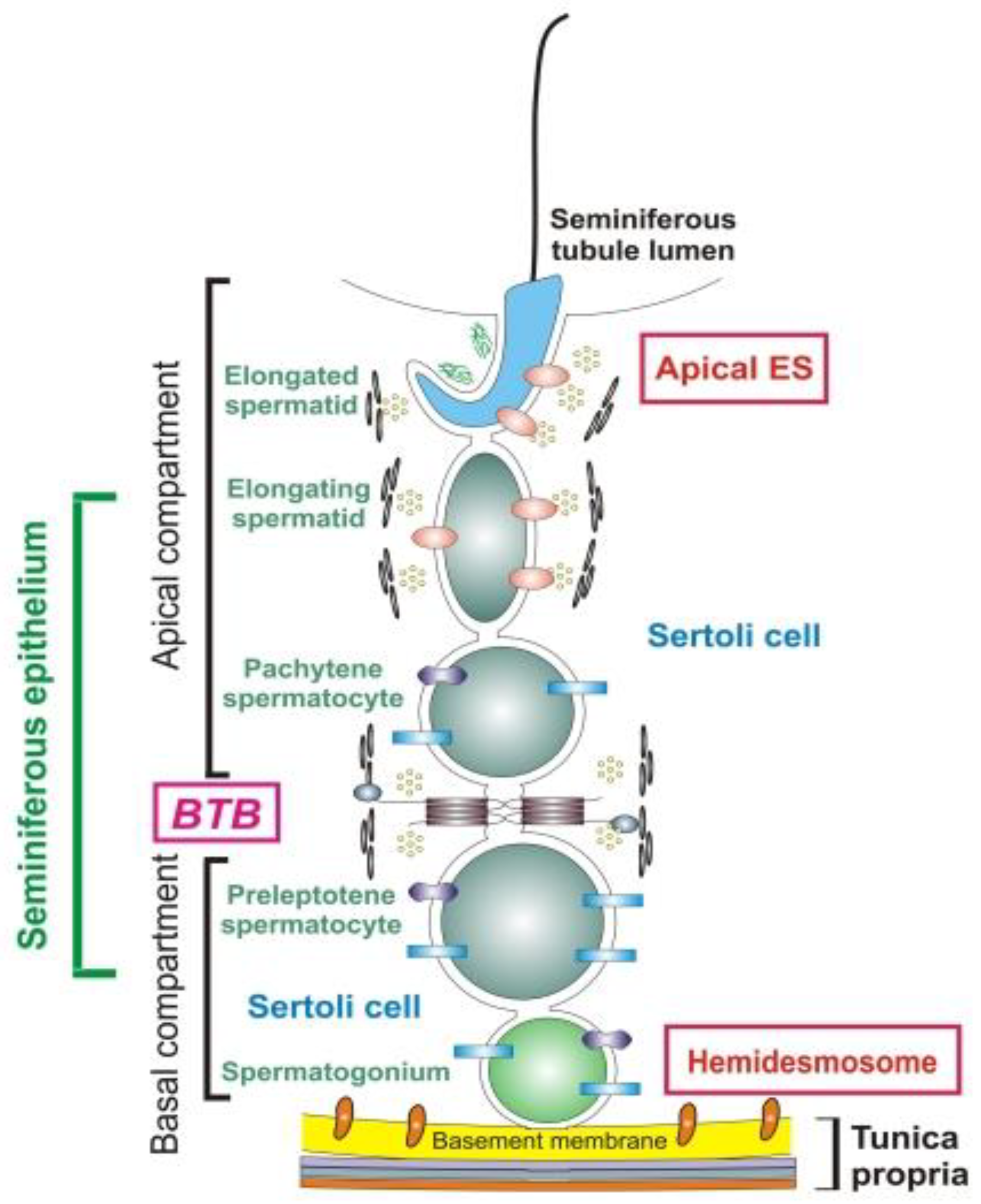 Pathophysiology 28 00030 g001