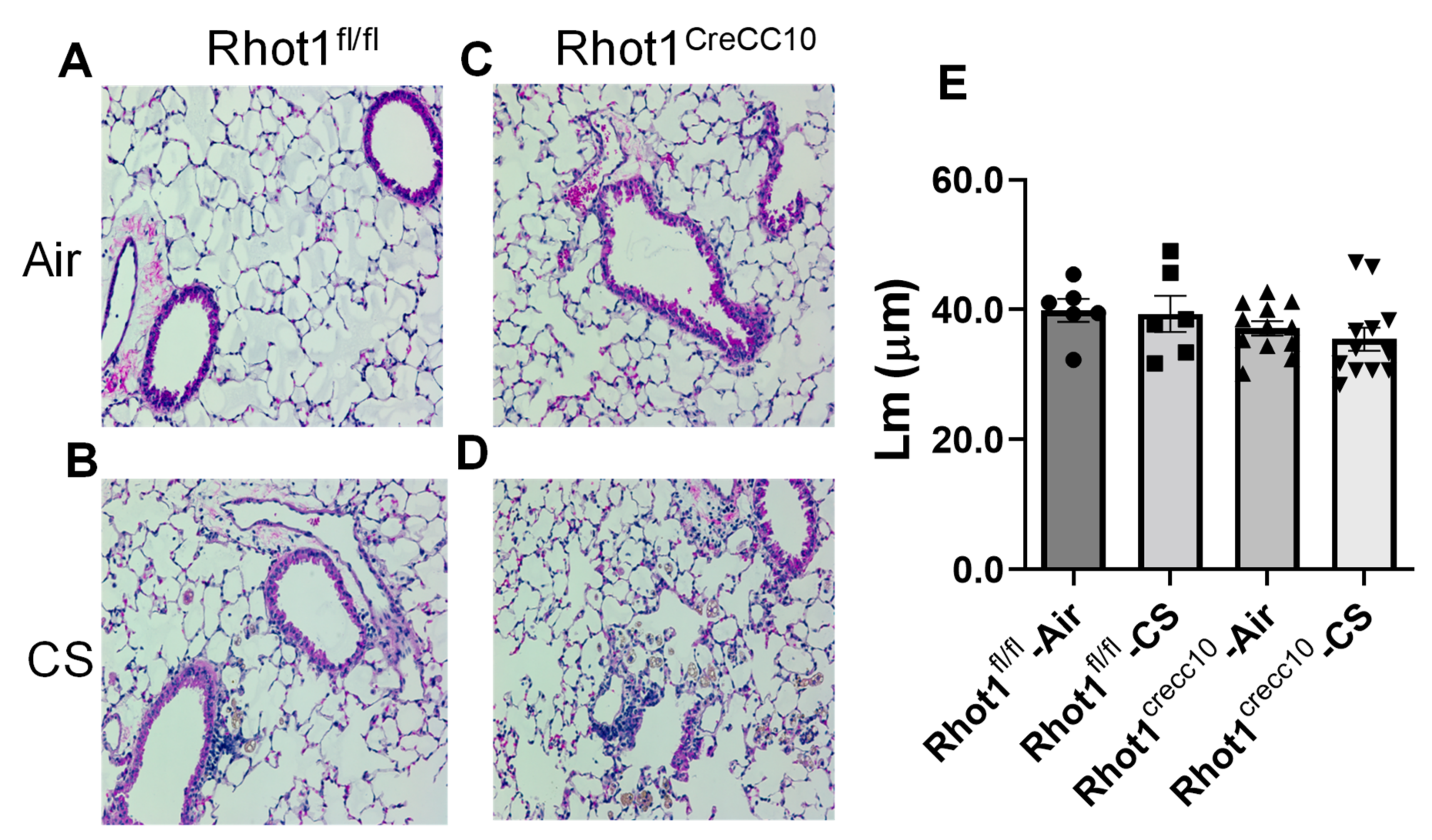 Pathophysiology 28 00033 g006 550