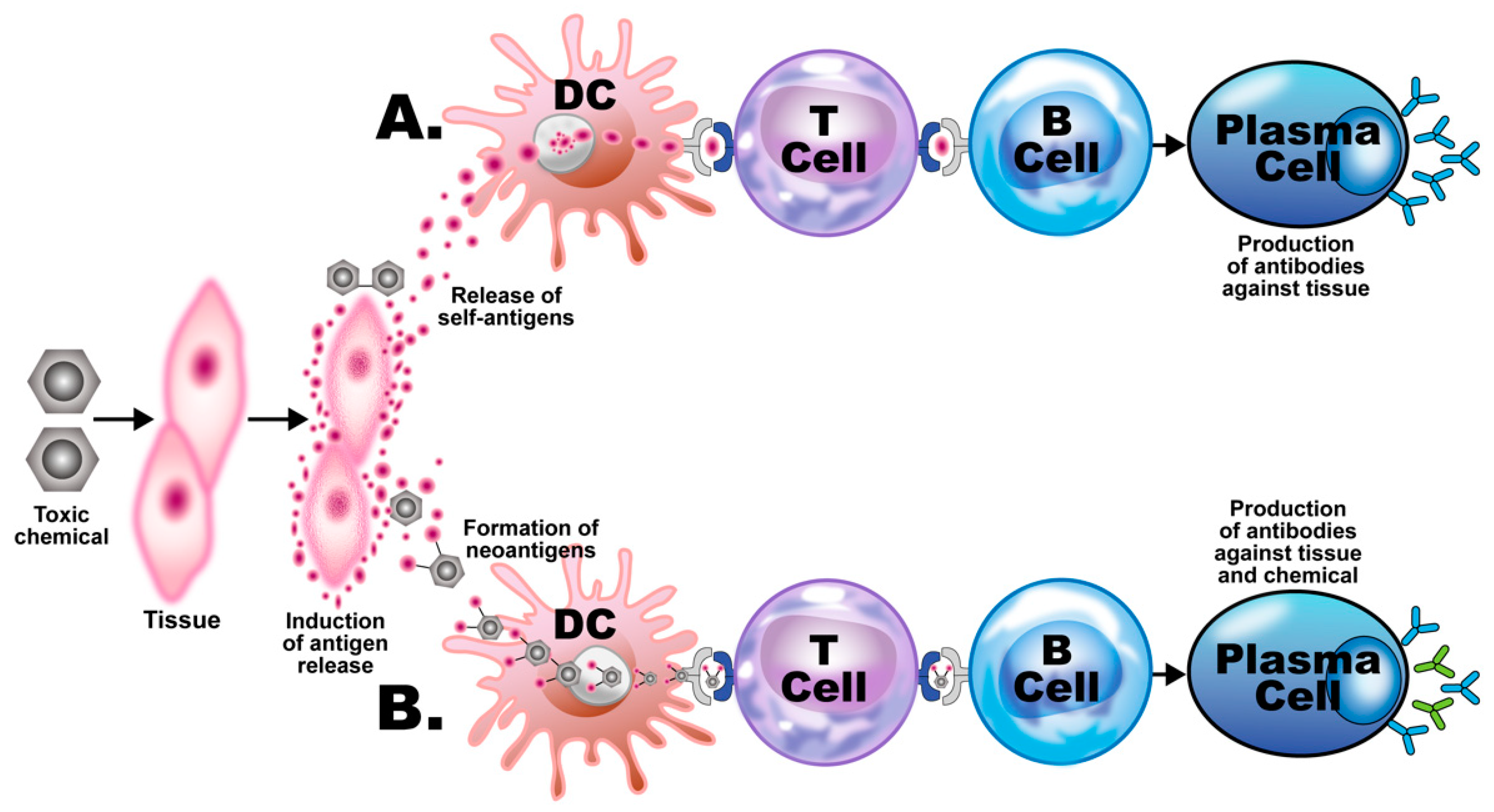 Pathophysiology 28 00034 g003