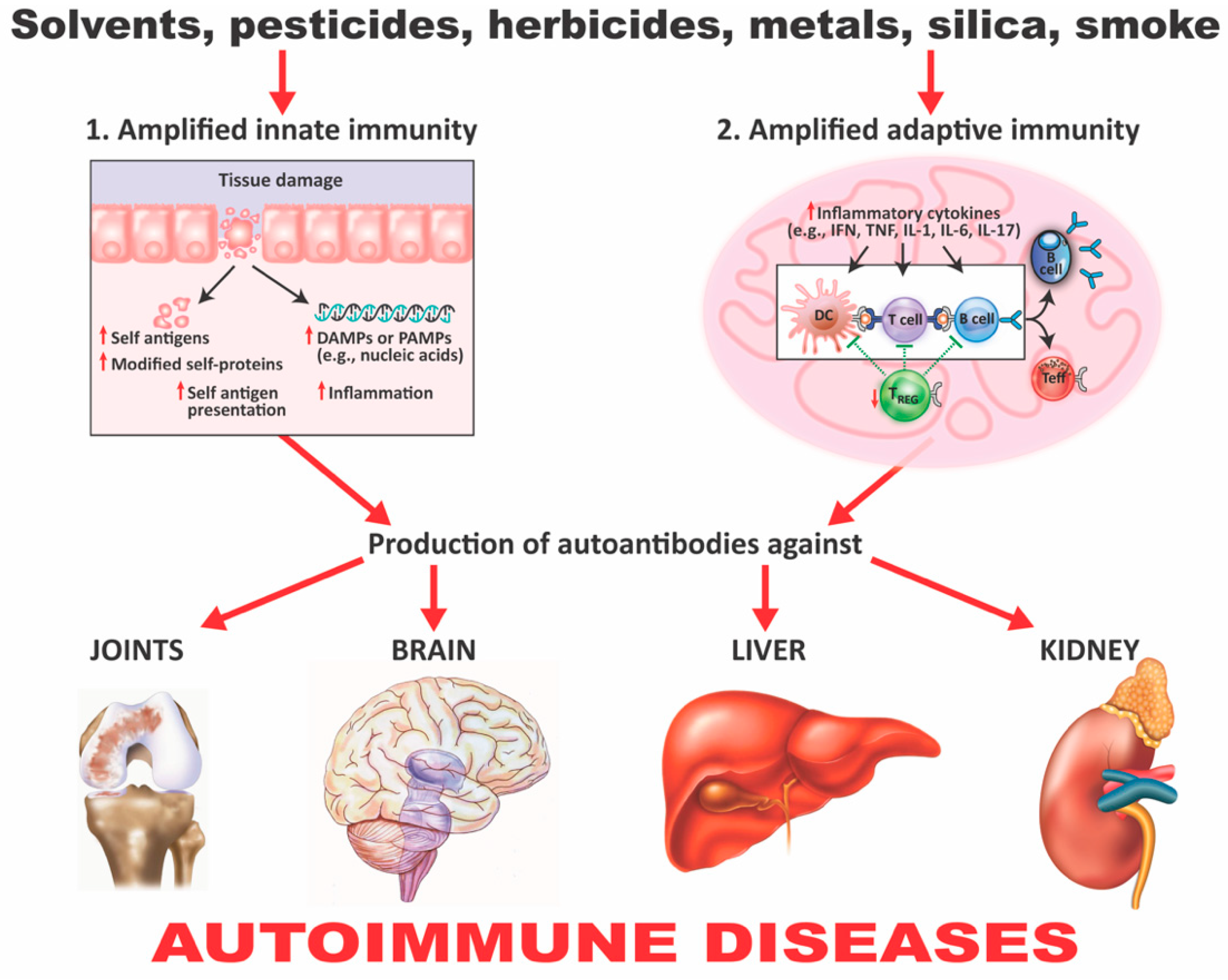 Pathophysiology 28 00034 g005