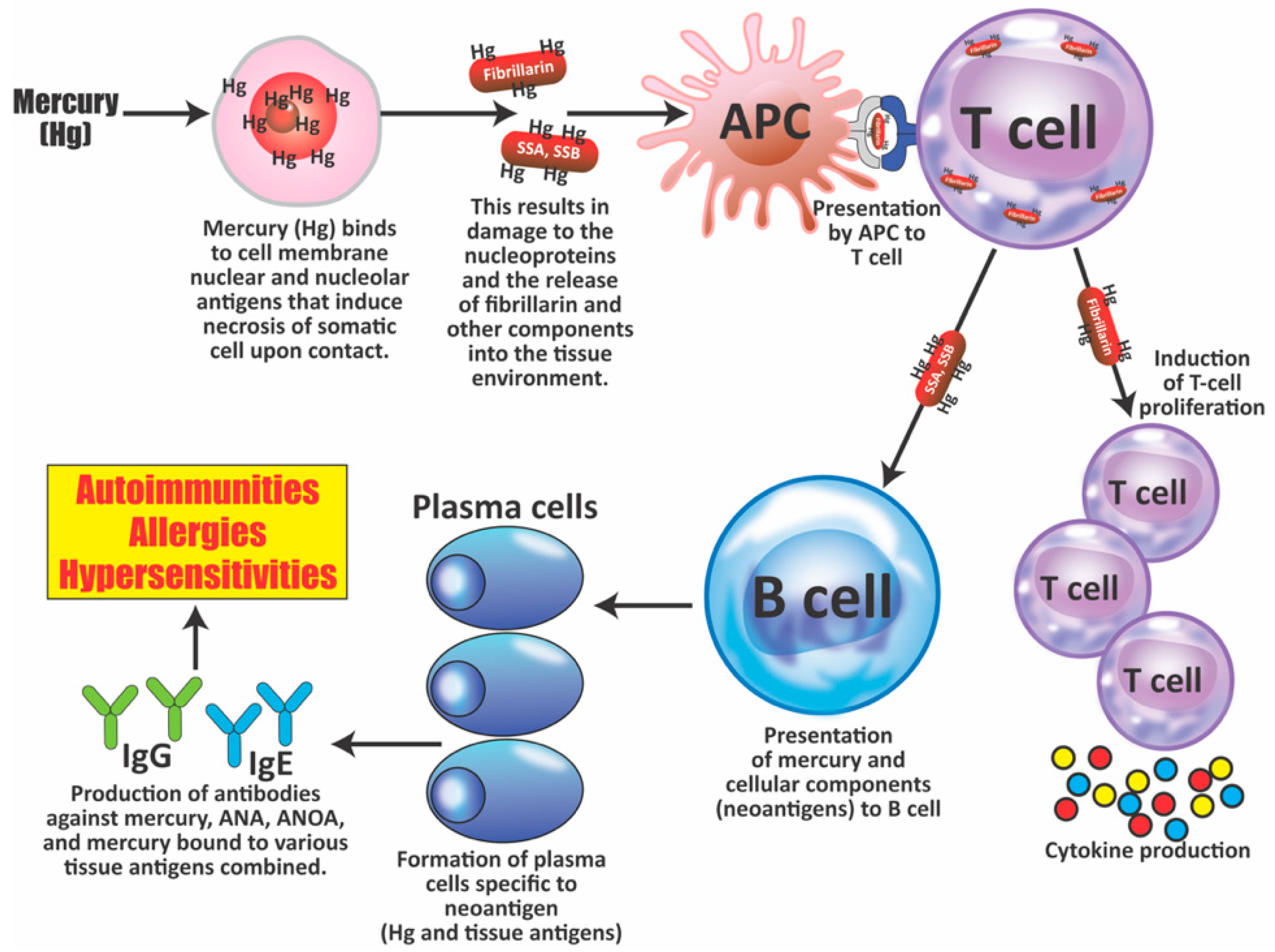 Pathophysiology 28 00034 g007
