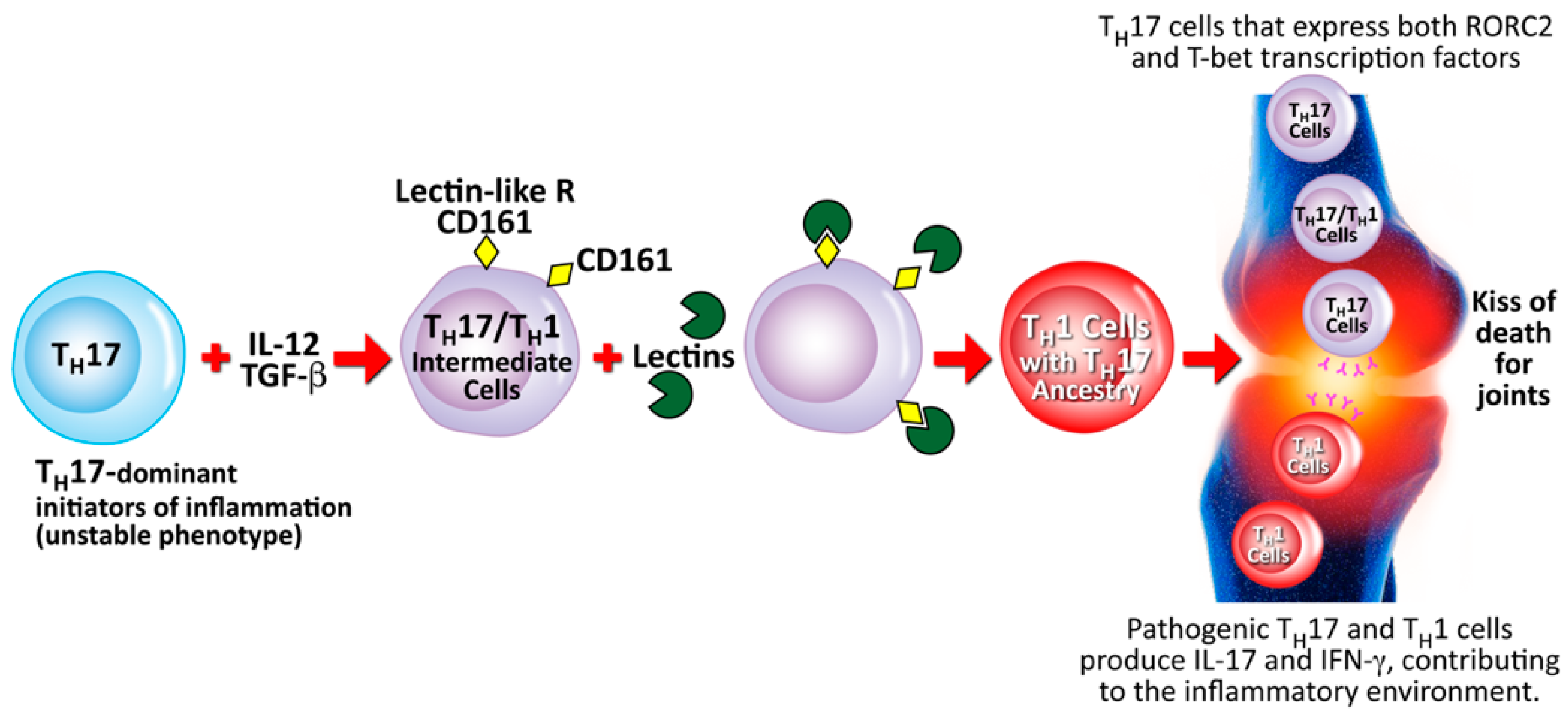 【超歓迎】 Exposomes of Role The in Autoimmune of Pathophysiology the カーナビ