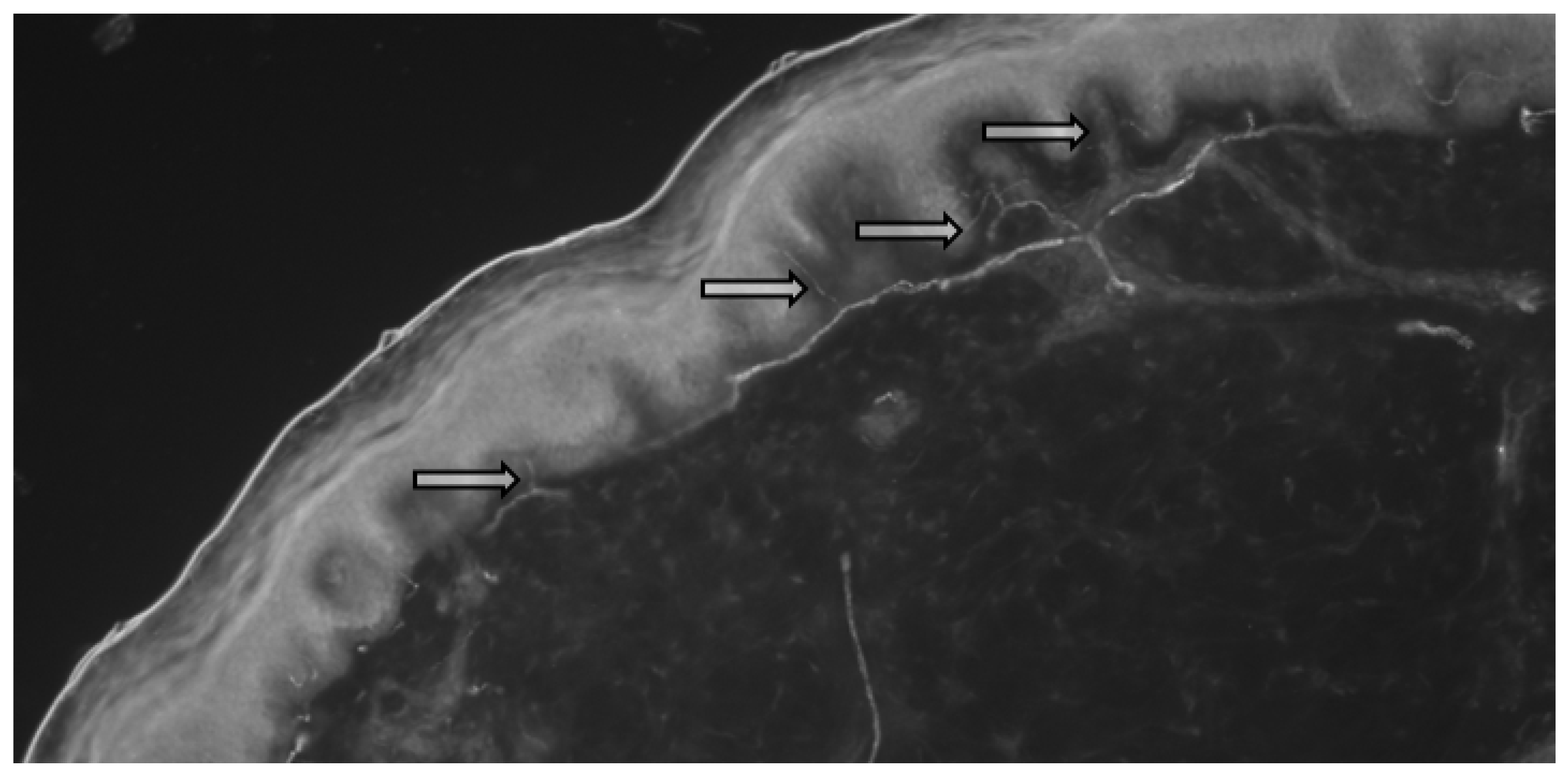 Pathophysiology 28 00035 g001 550