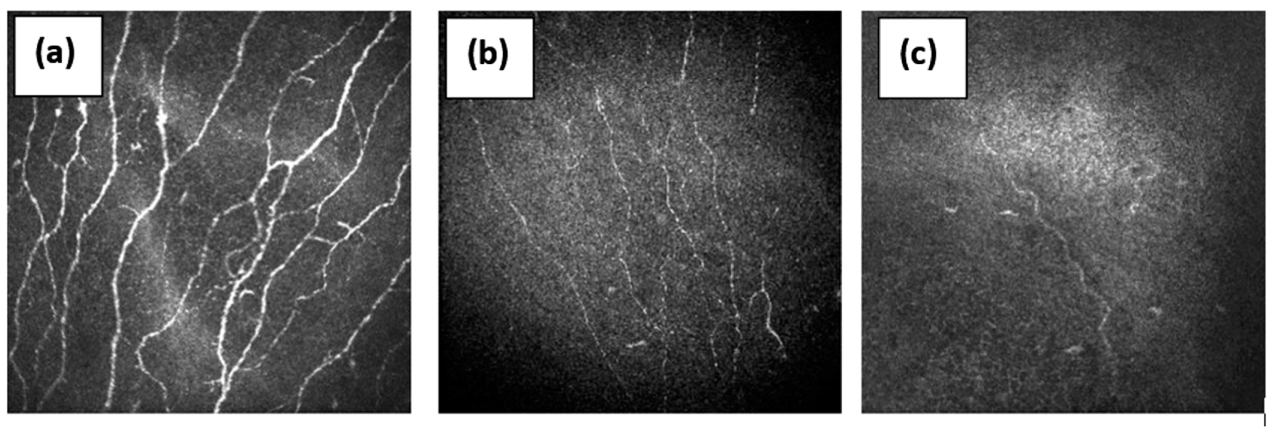 Pathophysiology 29 00001 g002