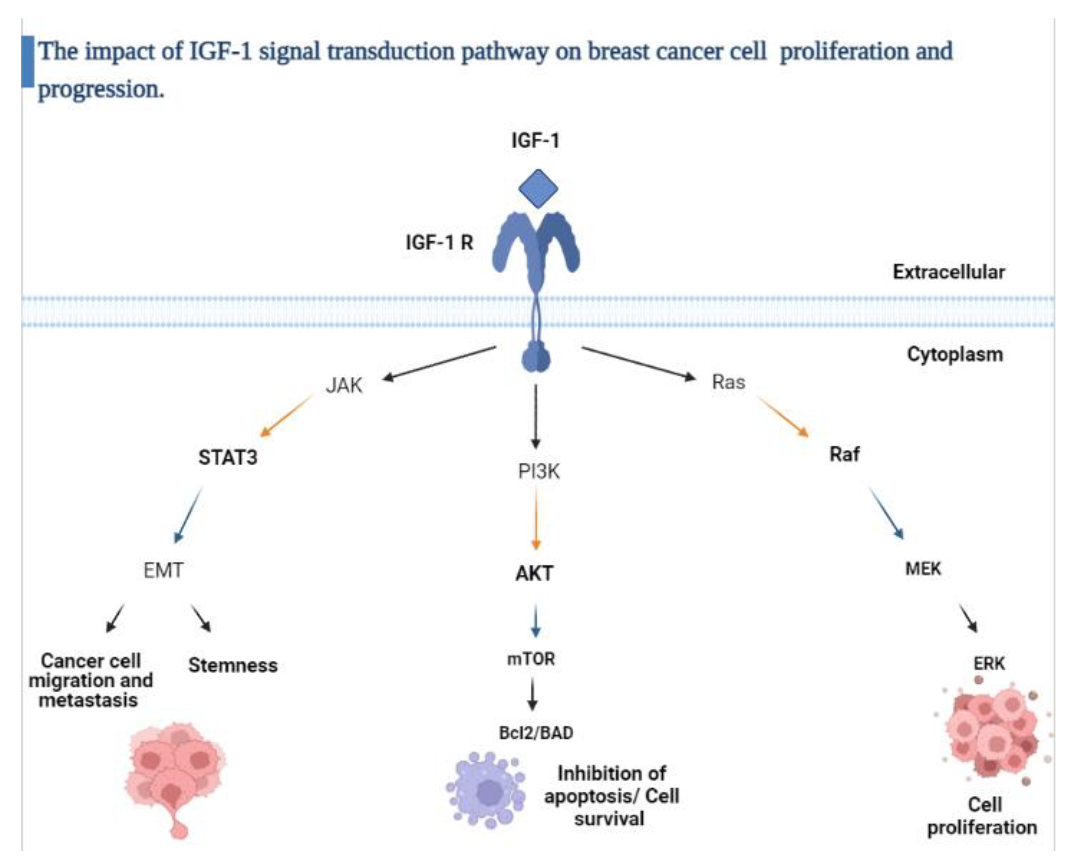 Pathophysiology 29 00002 g002 550