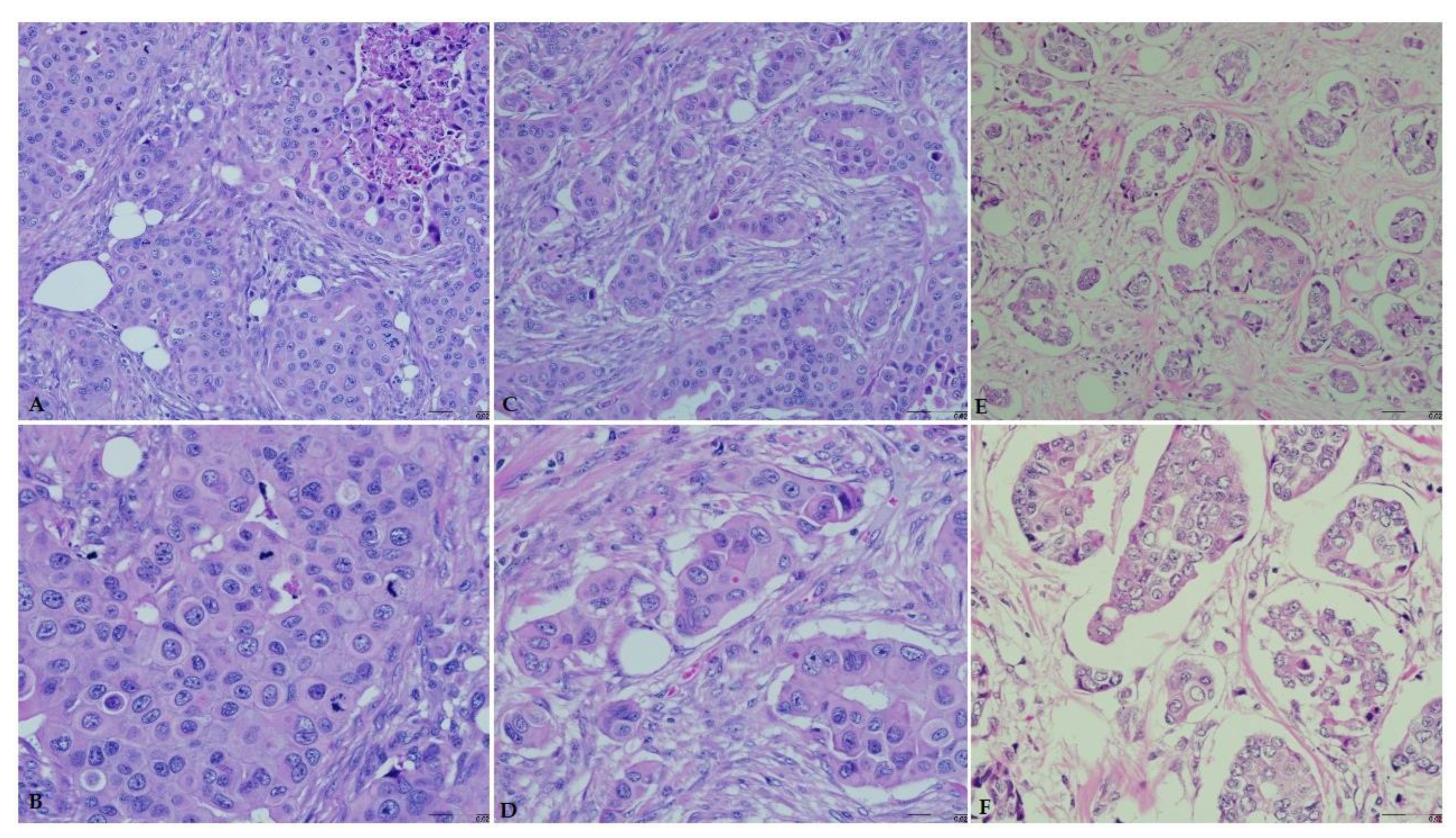 Pathophysiology 29 00002 g003 550