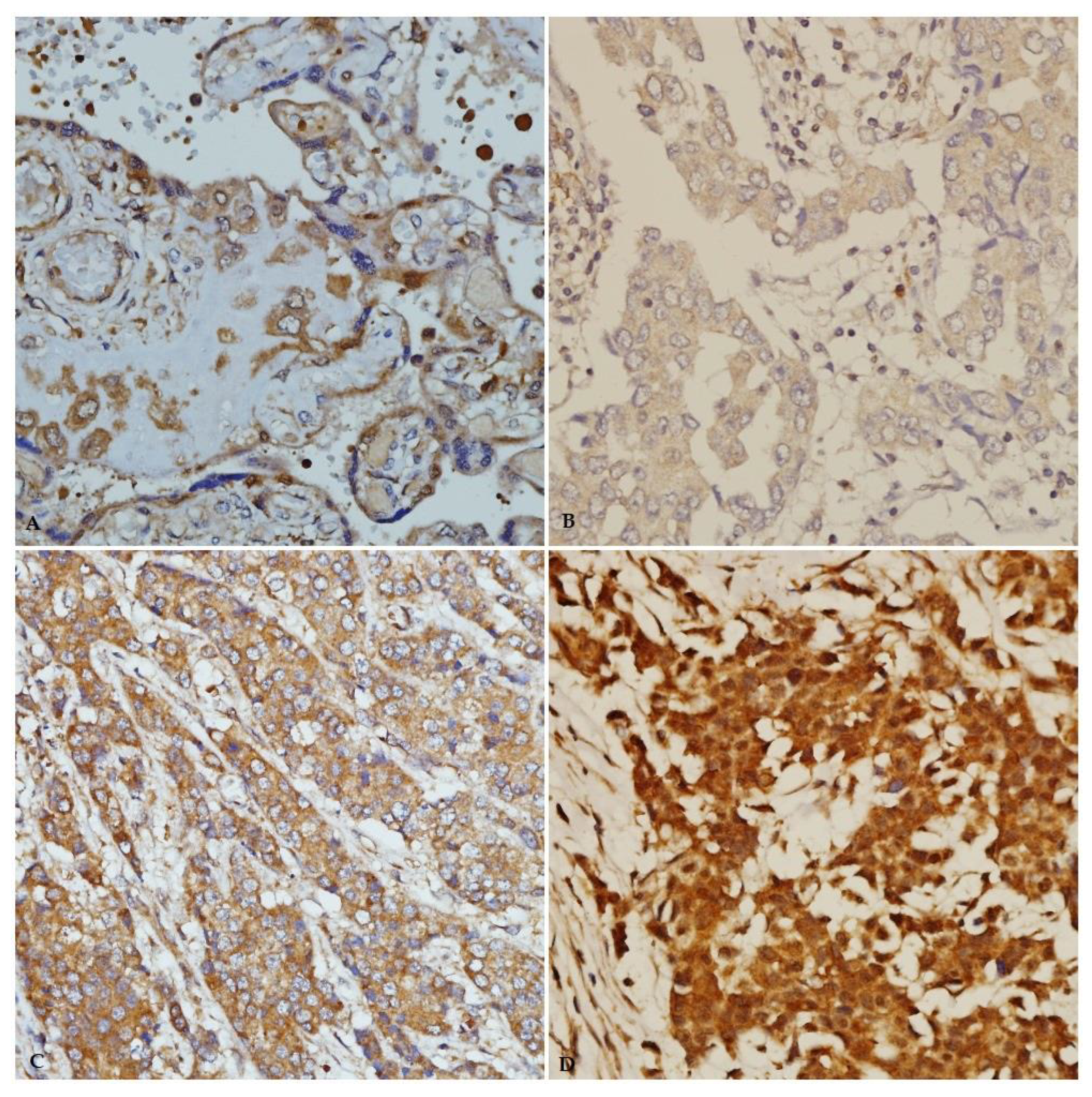 Pathophysiology 29 00002 g005 550