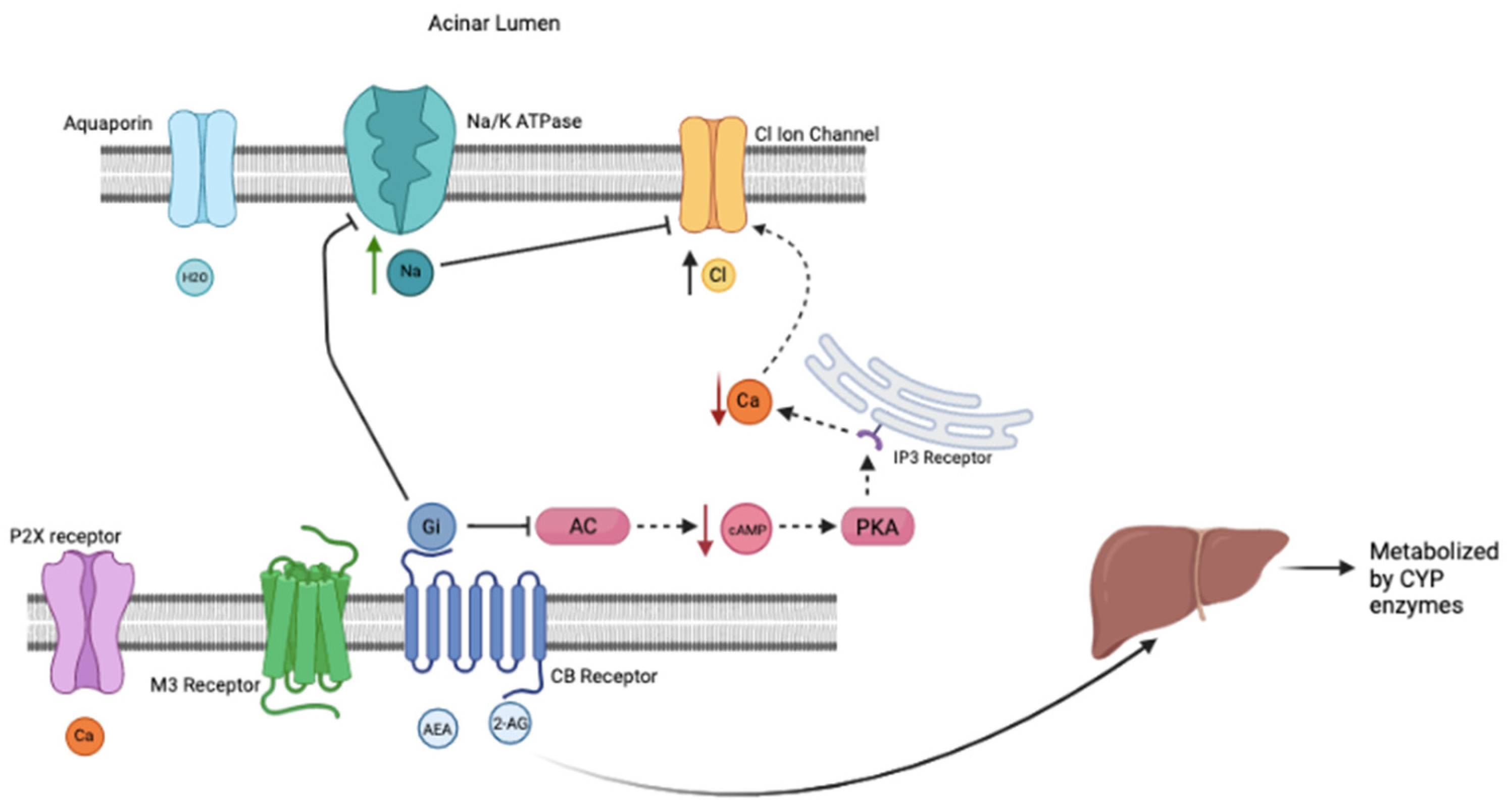 Pathophysiology 29 00018 g002 550