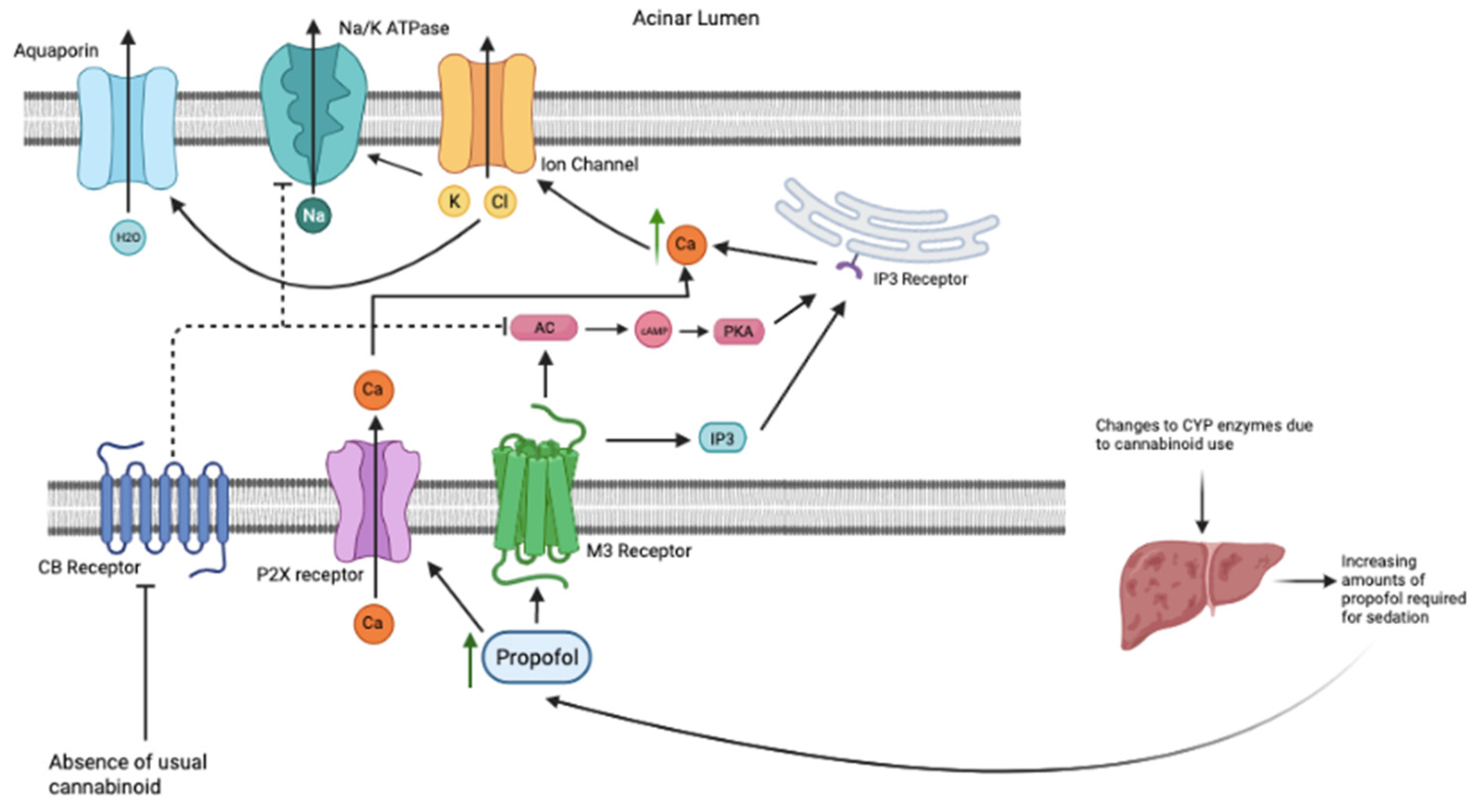 Pathophysiology 29 00018 g003 550
