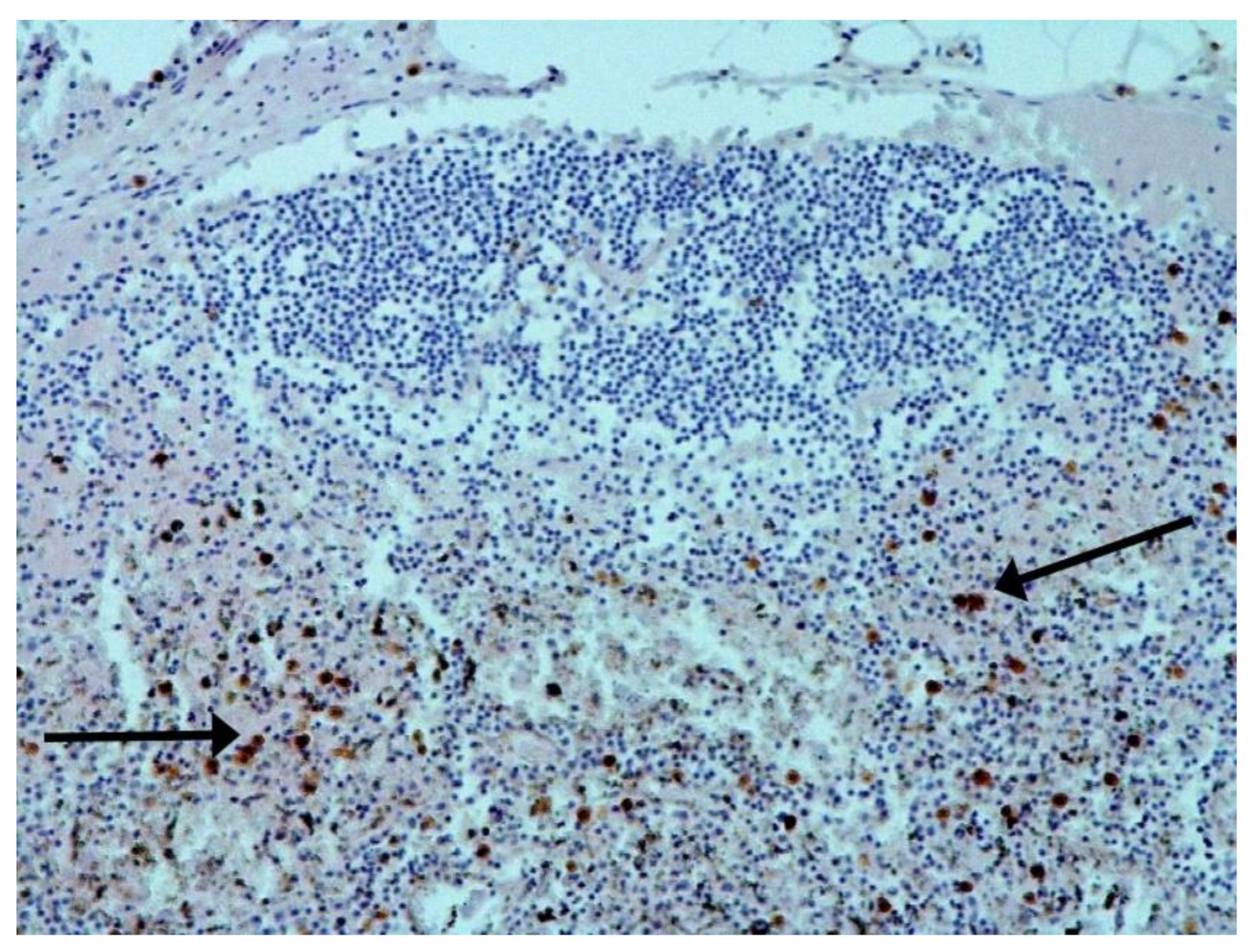 Pathophysiology 29 00021 g004 550