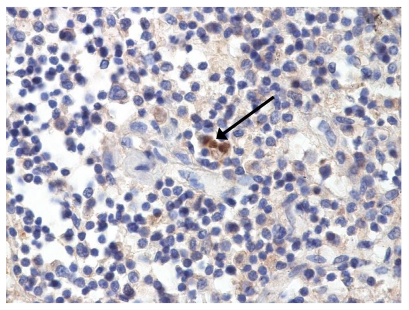 Pathophysiology 29 00021 g006 550