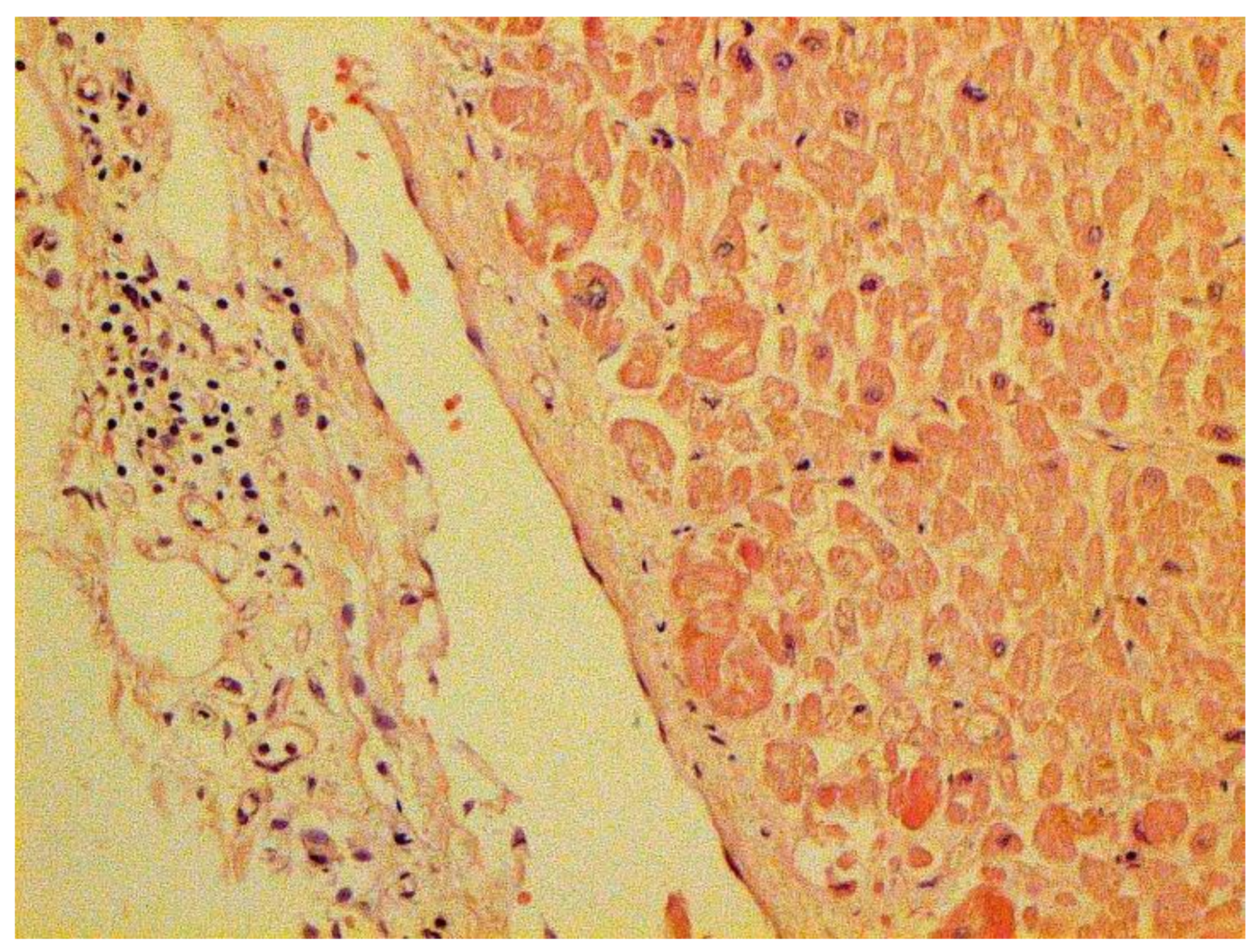 Pathophysiology 29 00021 g024 550