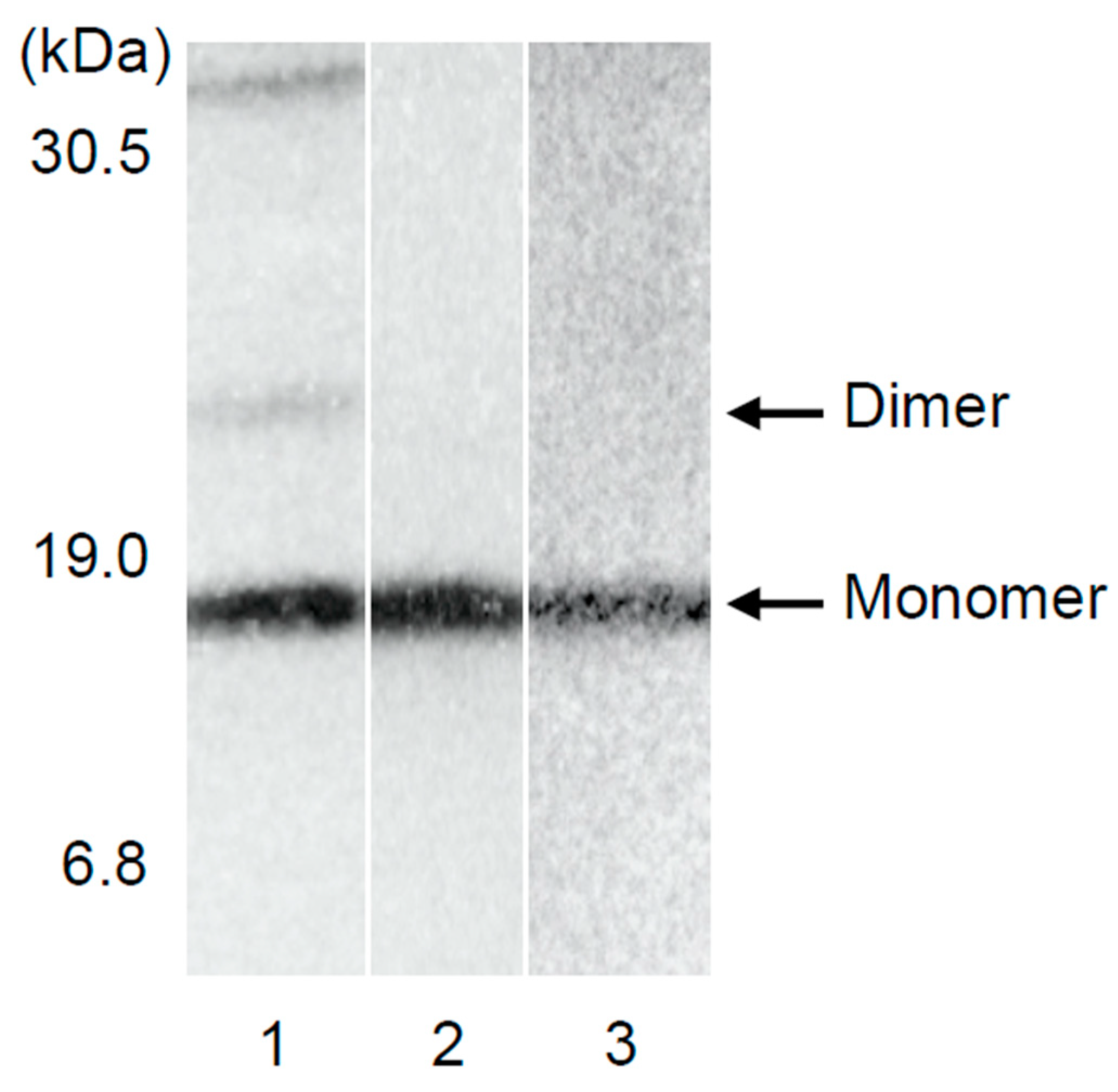 Pathophysiology 29 00025 g003 550