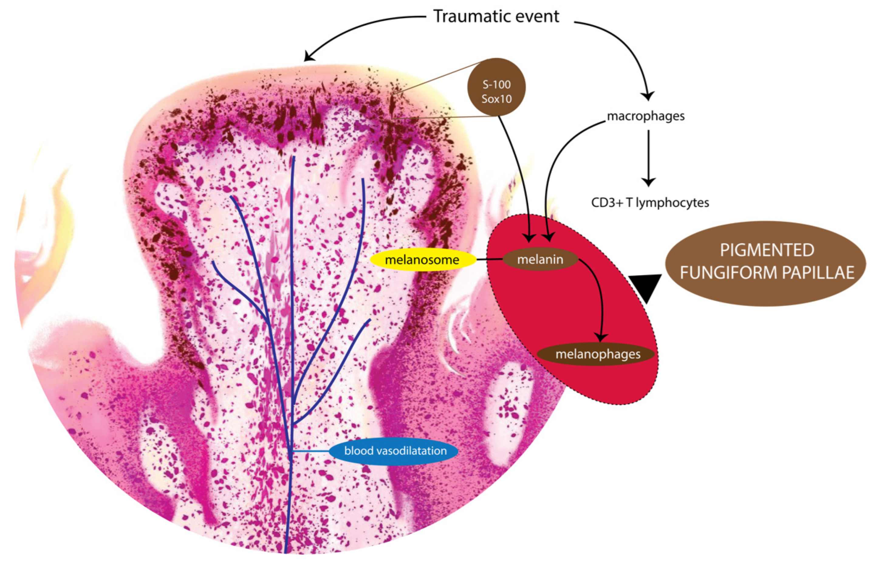 Pathophysiology 29 00043 g004 Pathophysiology 29 00043 g004