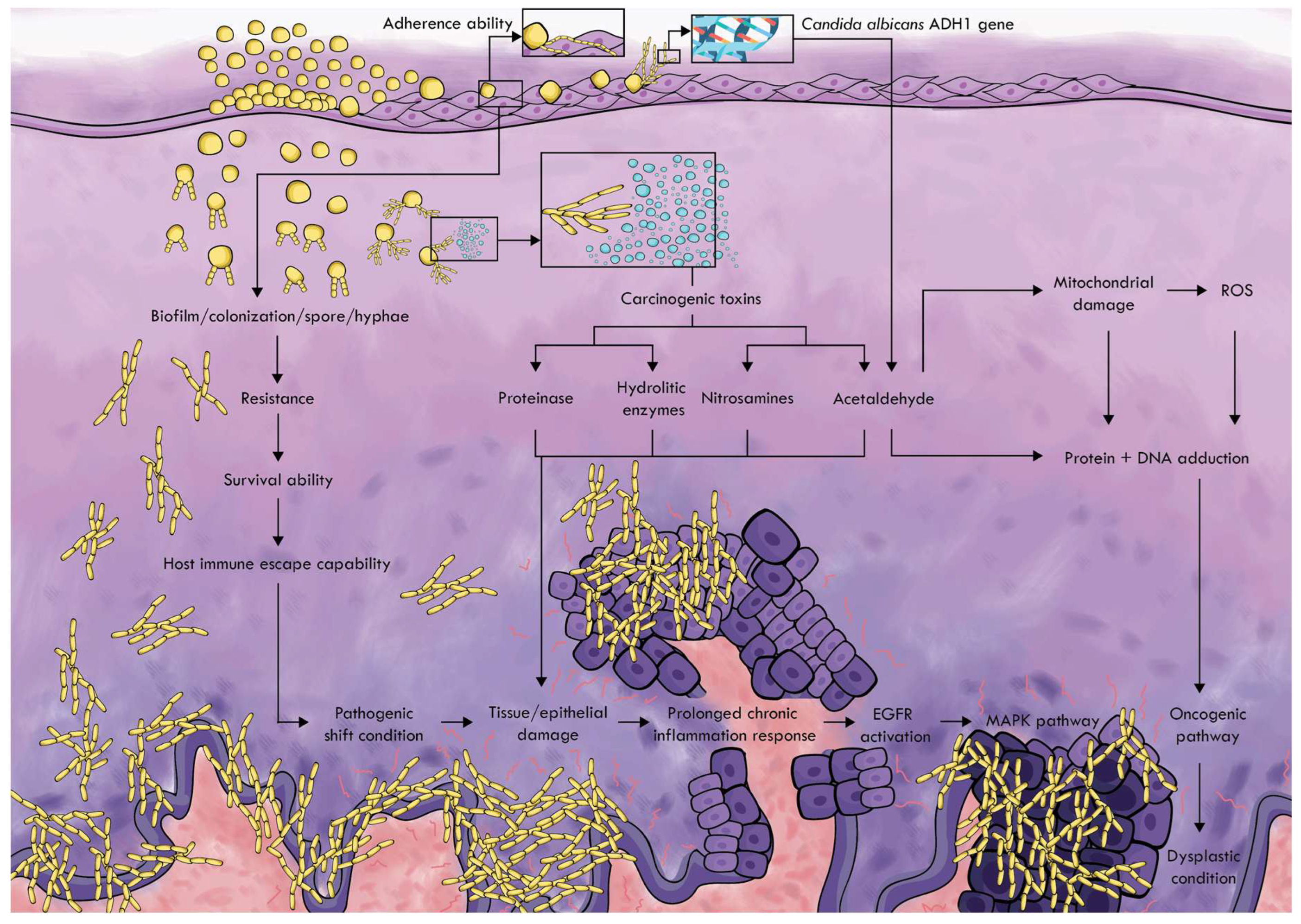 Pathophysiology 29 00051 g001 Pathophysiology 29 00051 g001