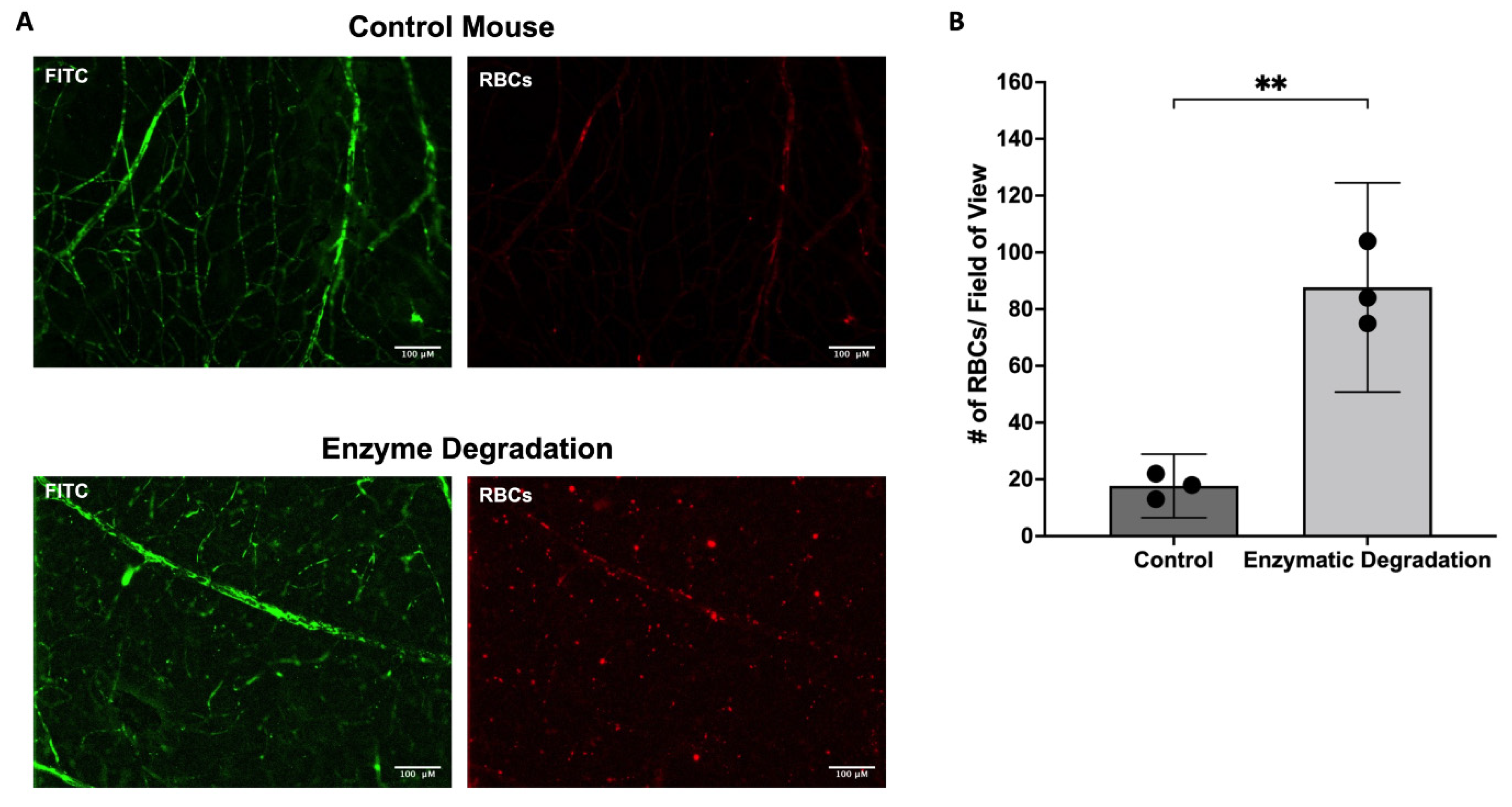 Pathophysiology 29 00052 g005