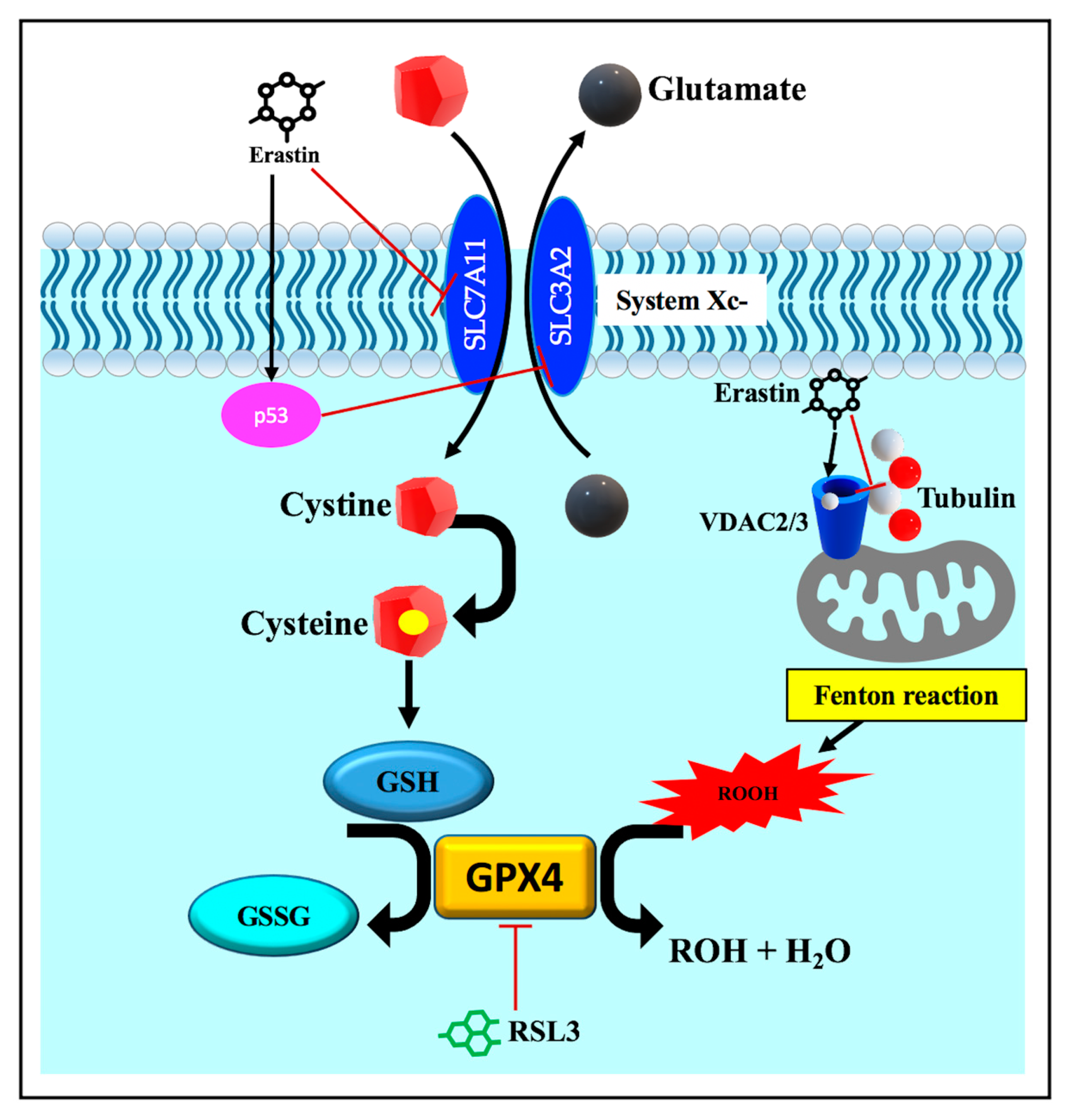 Pathophysiology 30 00007 g004