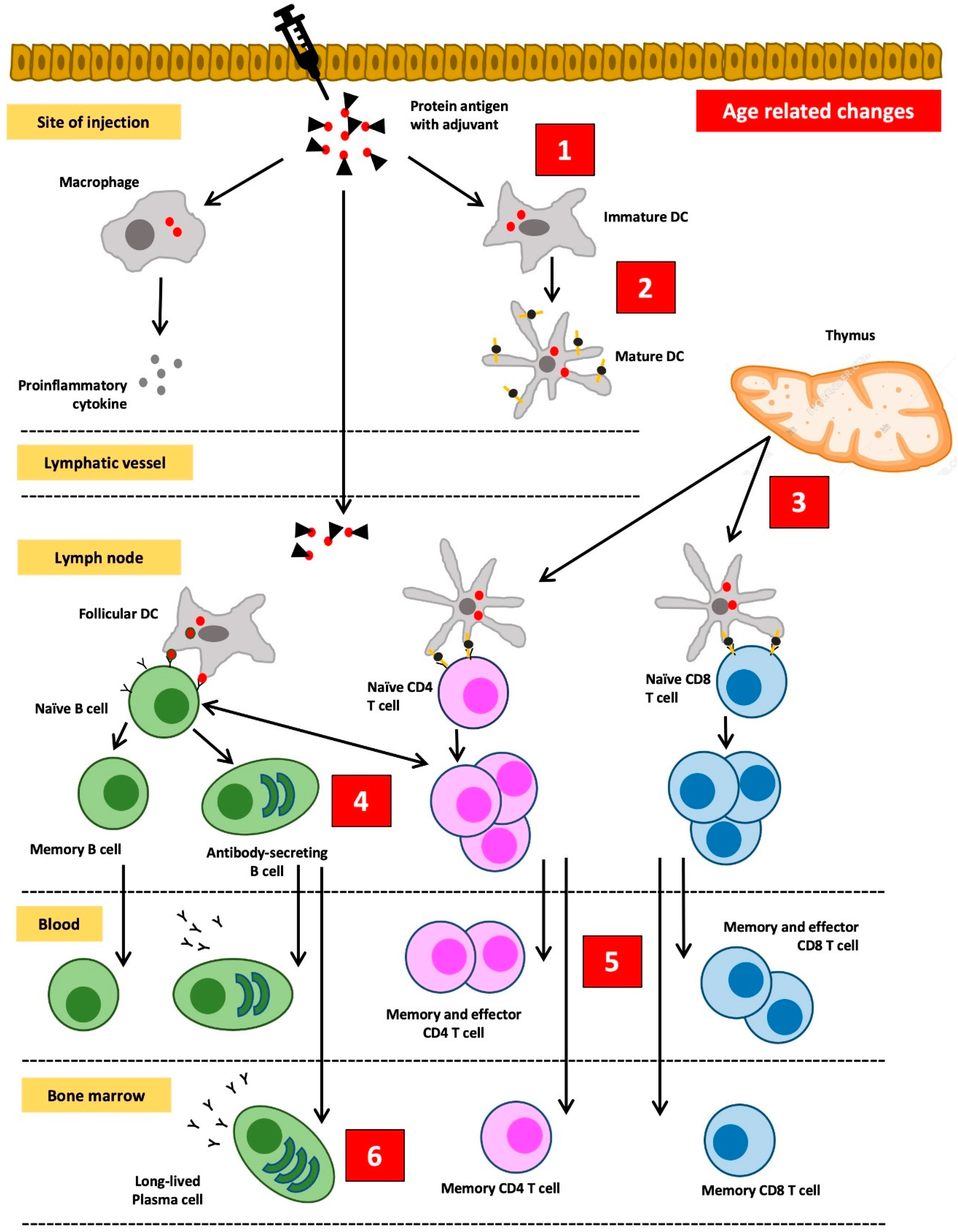 Pathophysiology 30 00014 g003 Pathophysiology 30 00014 g003
