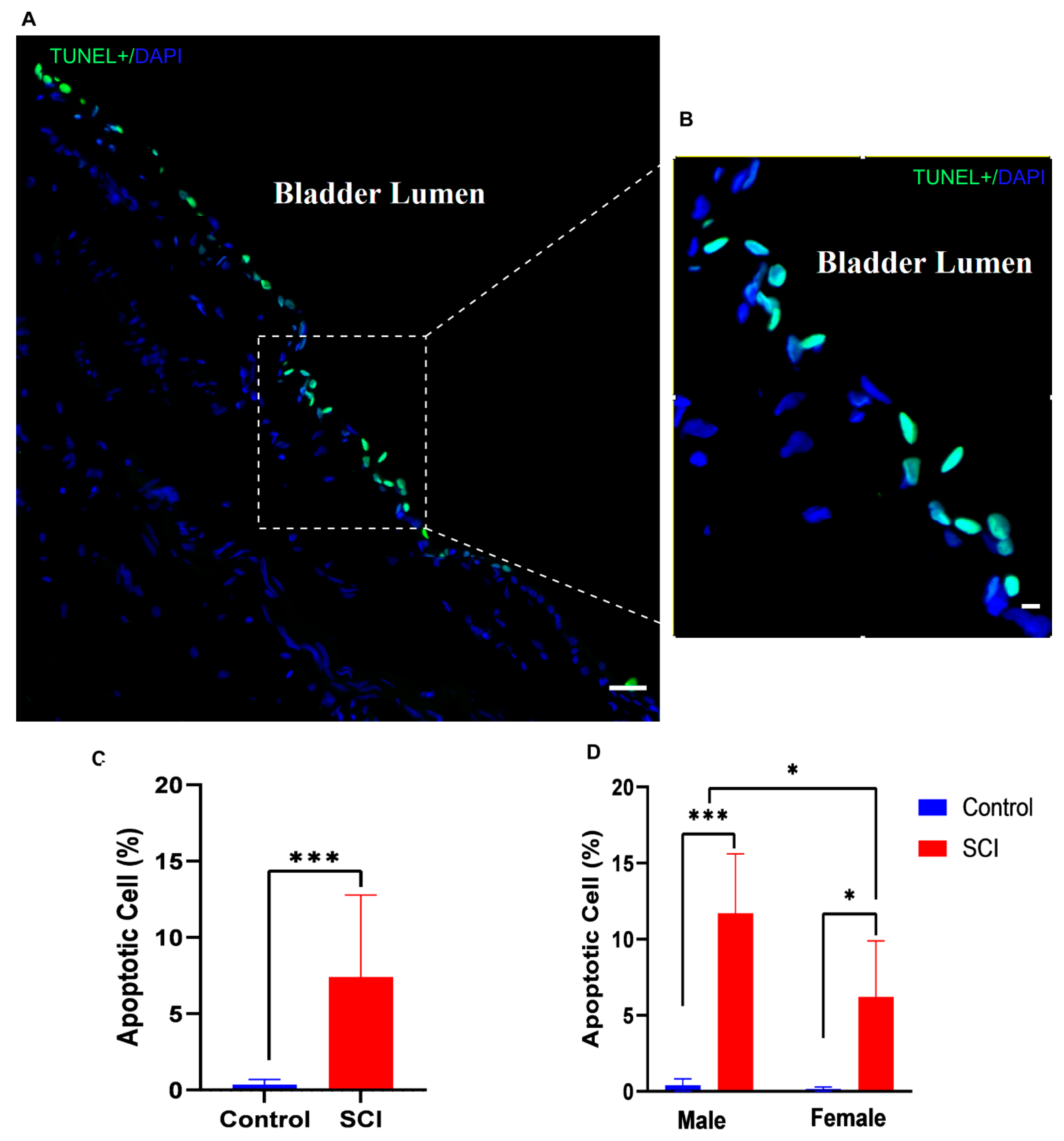 Pathophysiology 30 00023 g003