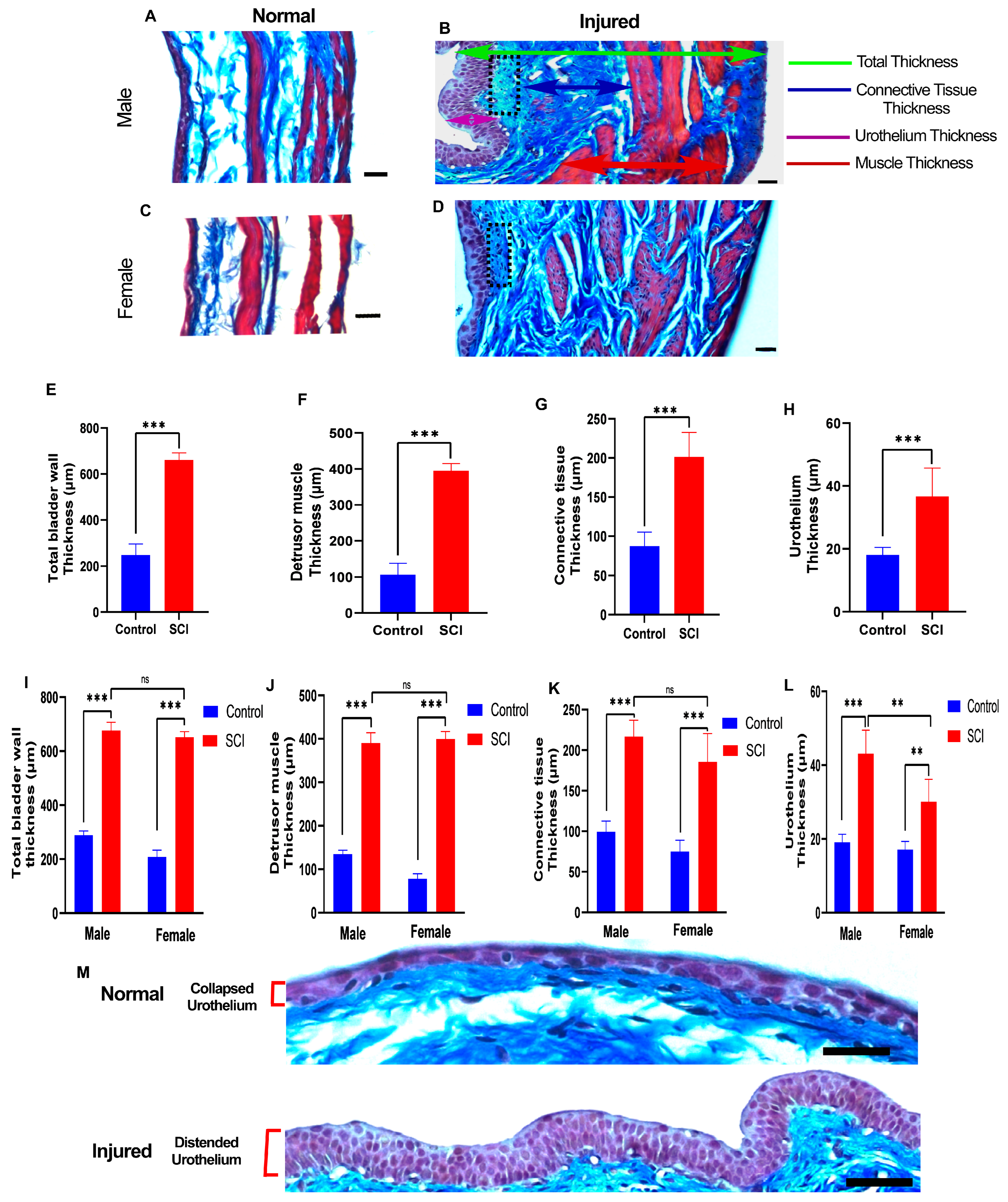 Pathophysiology 30 00023 g004