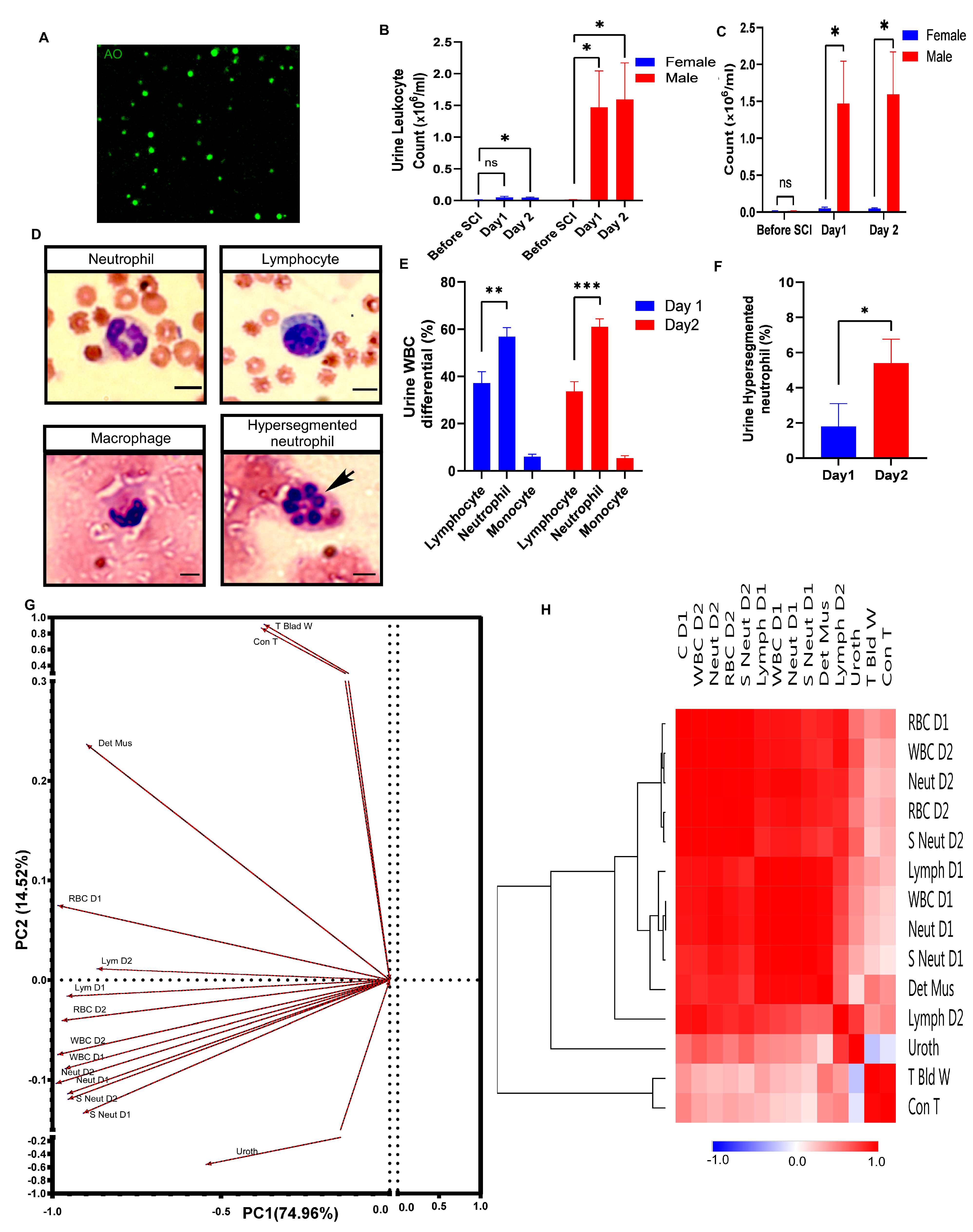 Pathophysiology 30 00023 g005