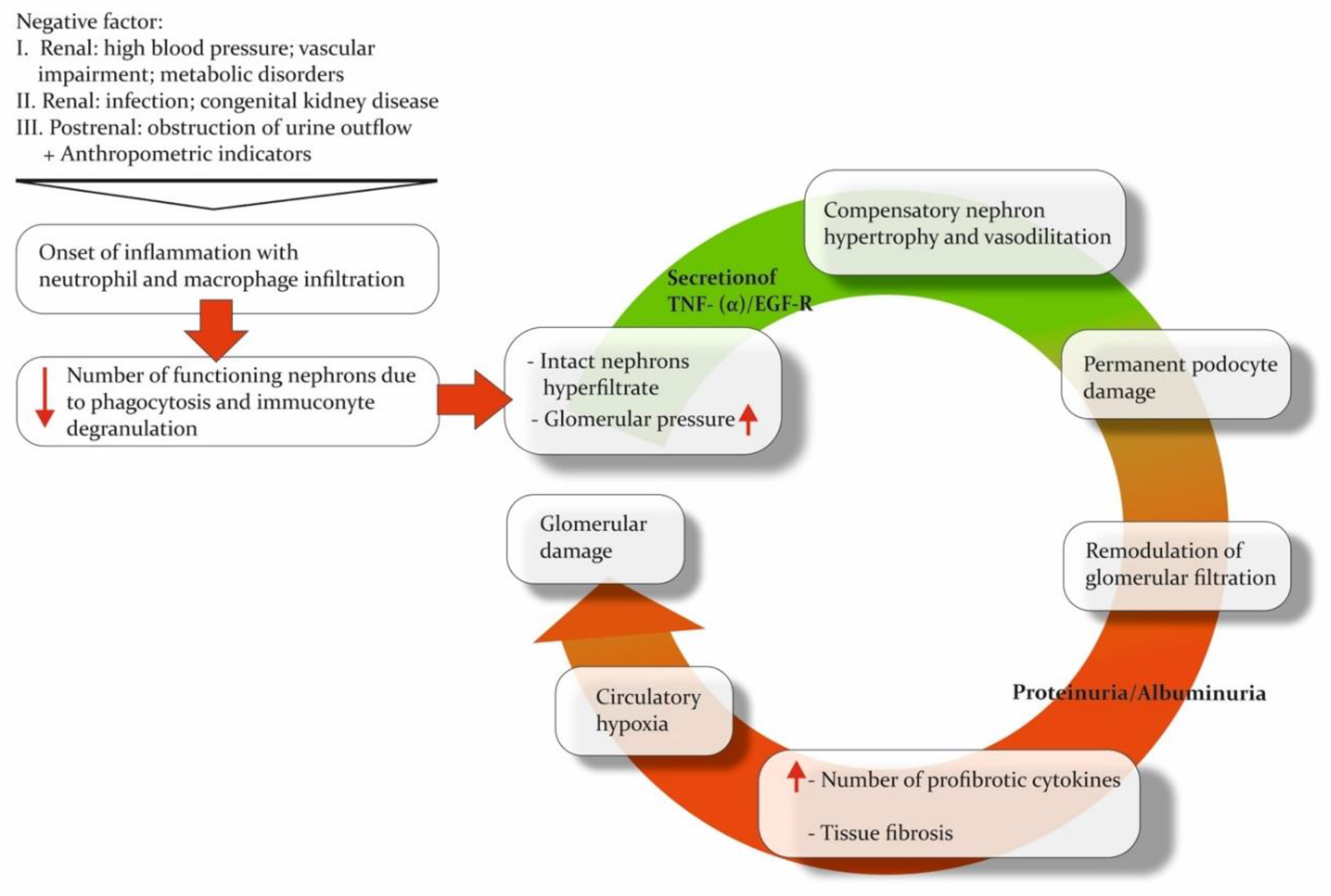 Pathophysiology 30 00033 g001 Pathophysiology 30 00033 g001