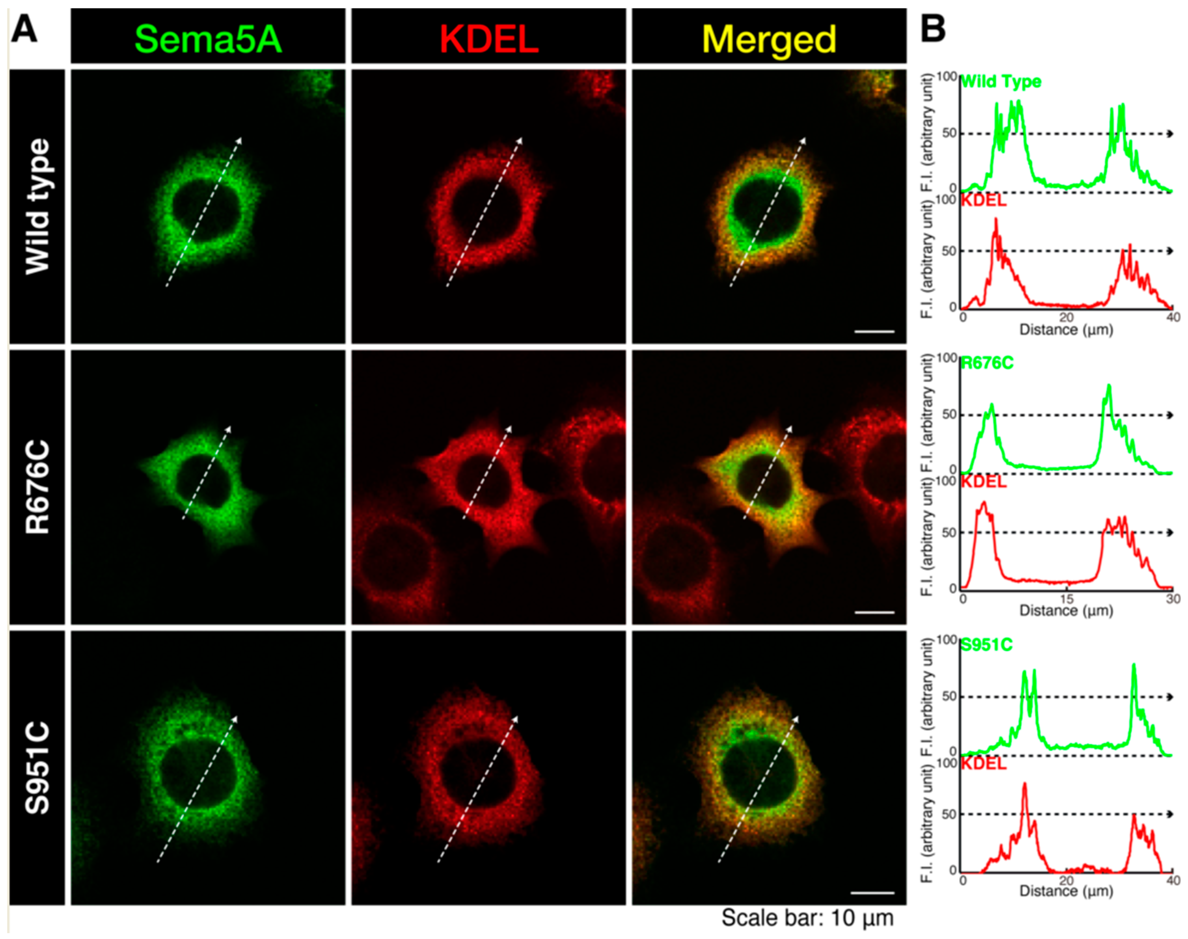 Pathophysiology 30 00040 g002