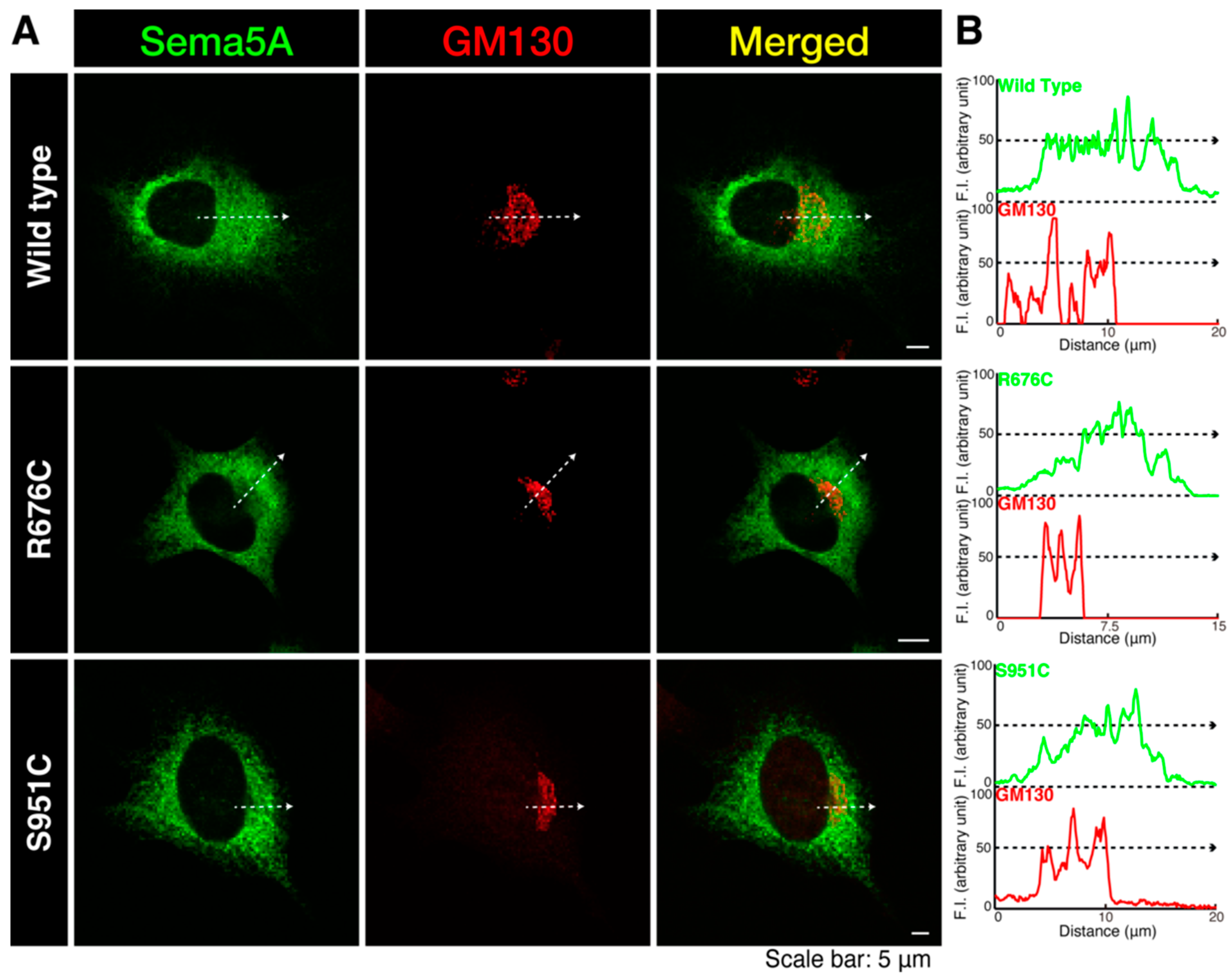 Pathophysiology 30 00040 g003