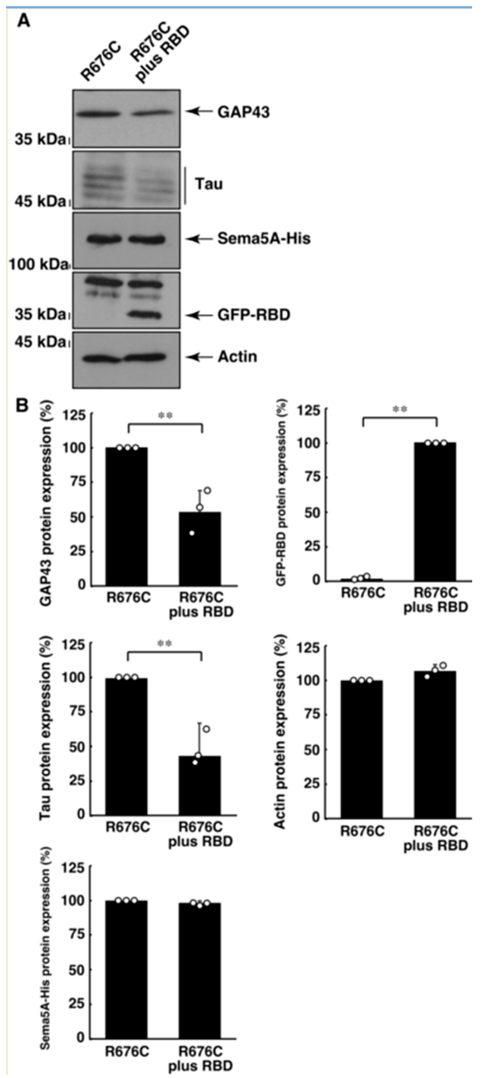 Pathophysiology 30 00040 g008