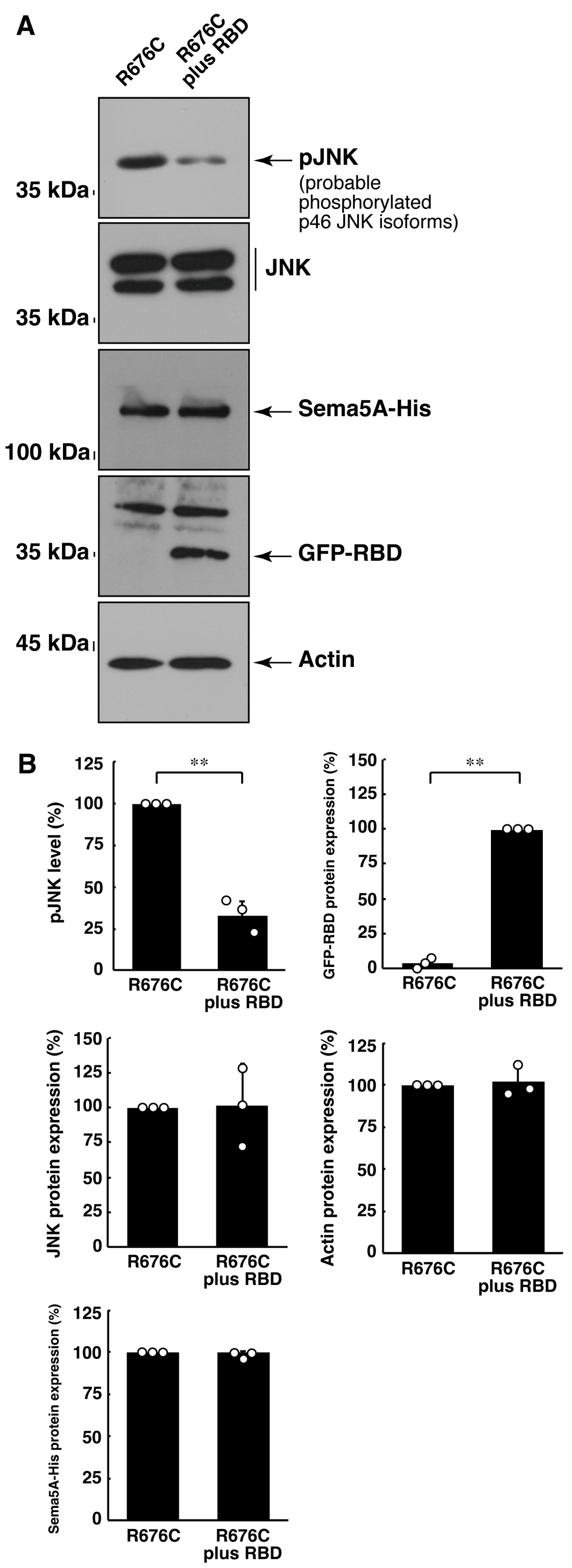 Pathophysiology 30 00040 g009