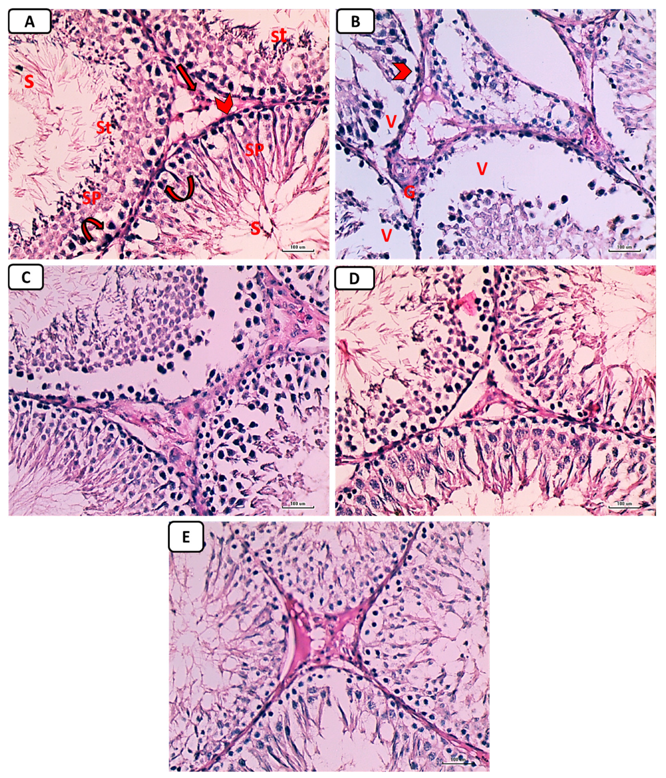 Pathophysiology 30 00041 g007