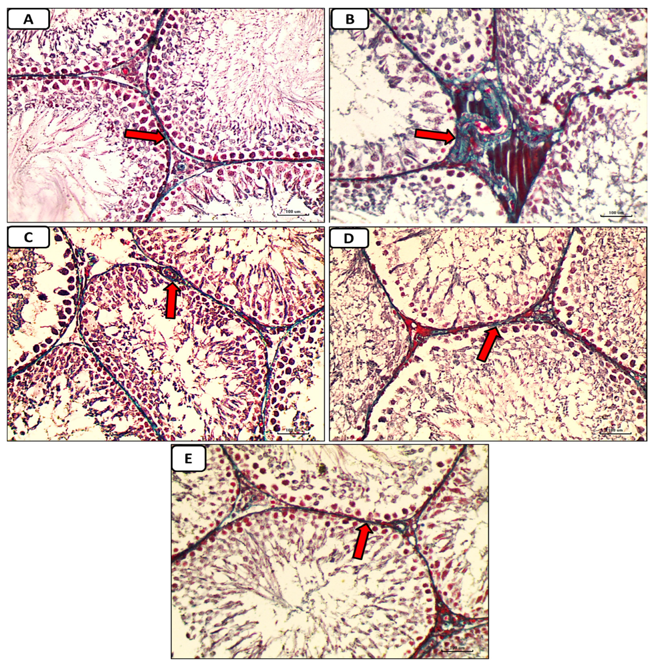 Pathophysiology 30 00041 g008