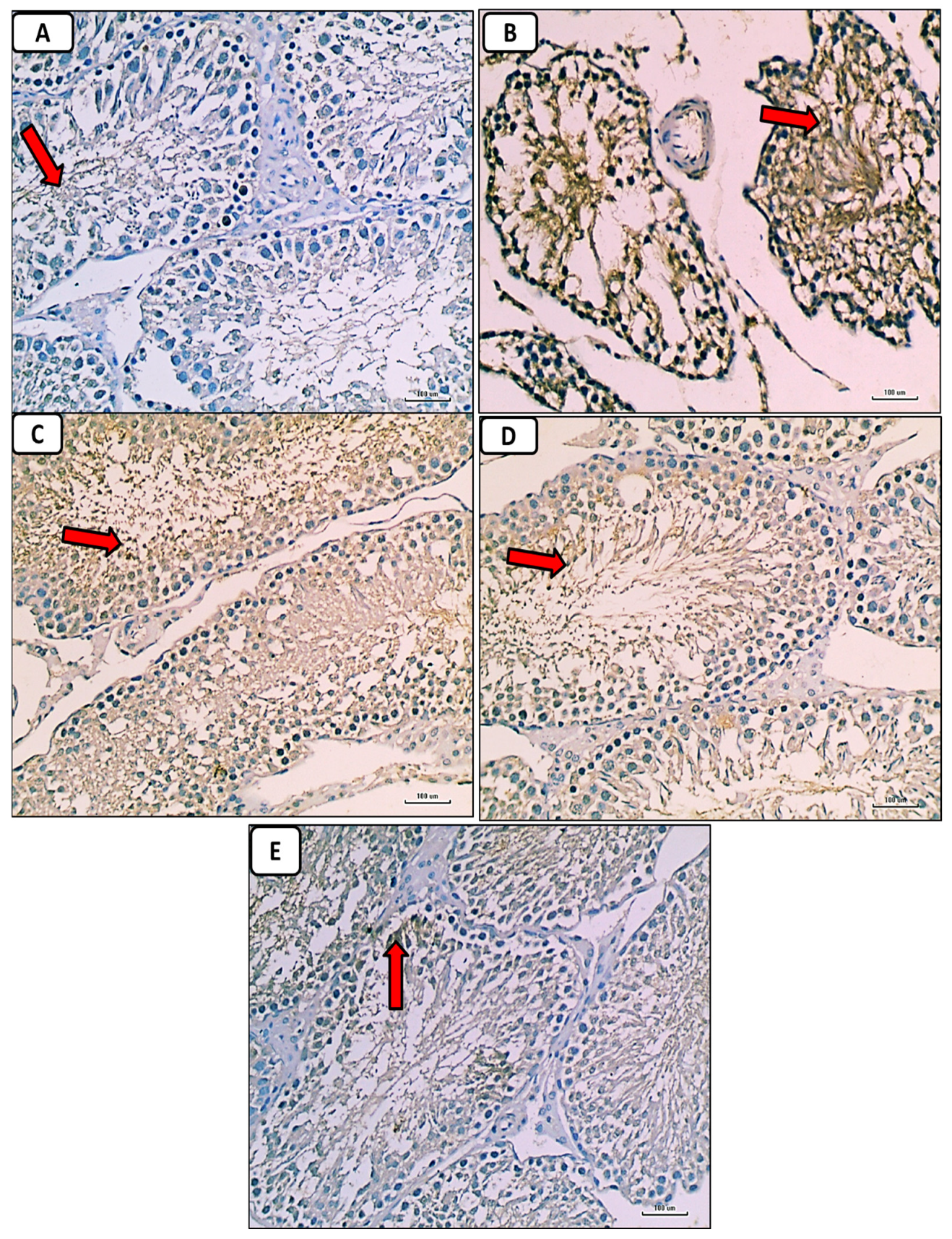 Pathophysiology 30 00041 g009