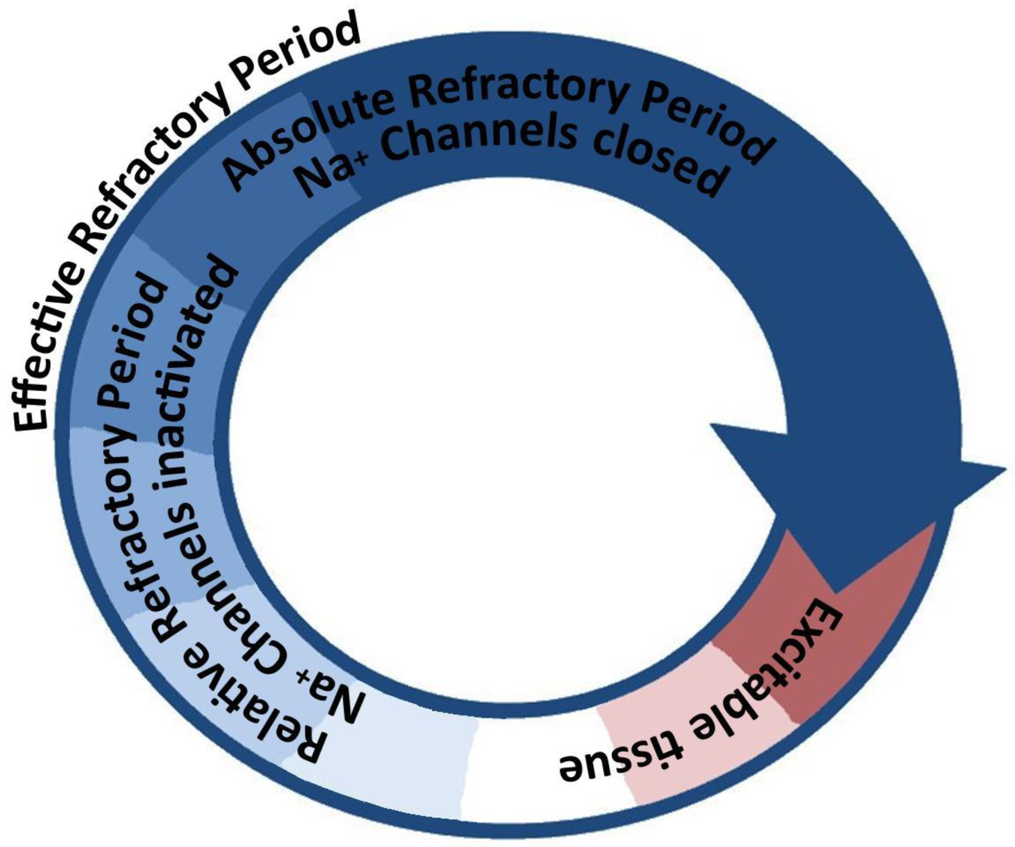 Pathophysiology 31 00003 g003 Pathophysiology 31 00003 g003