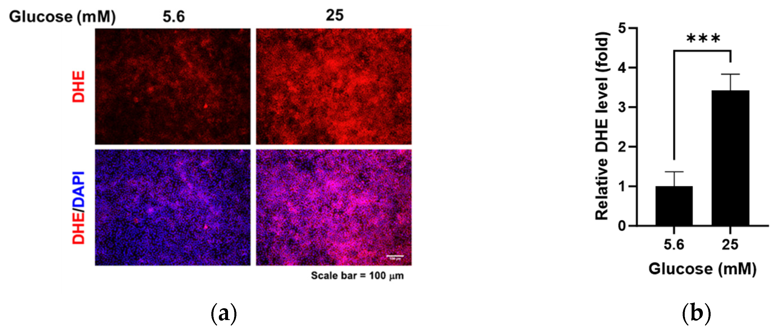 Pathophysiology 31 00007 g002 Pathophysiology 31 00007 g002