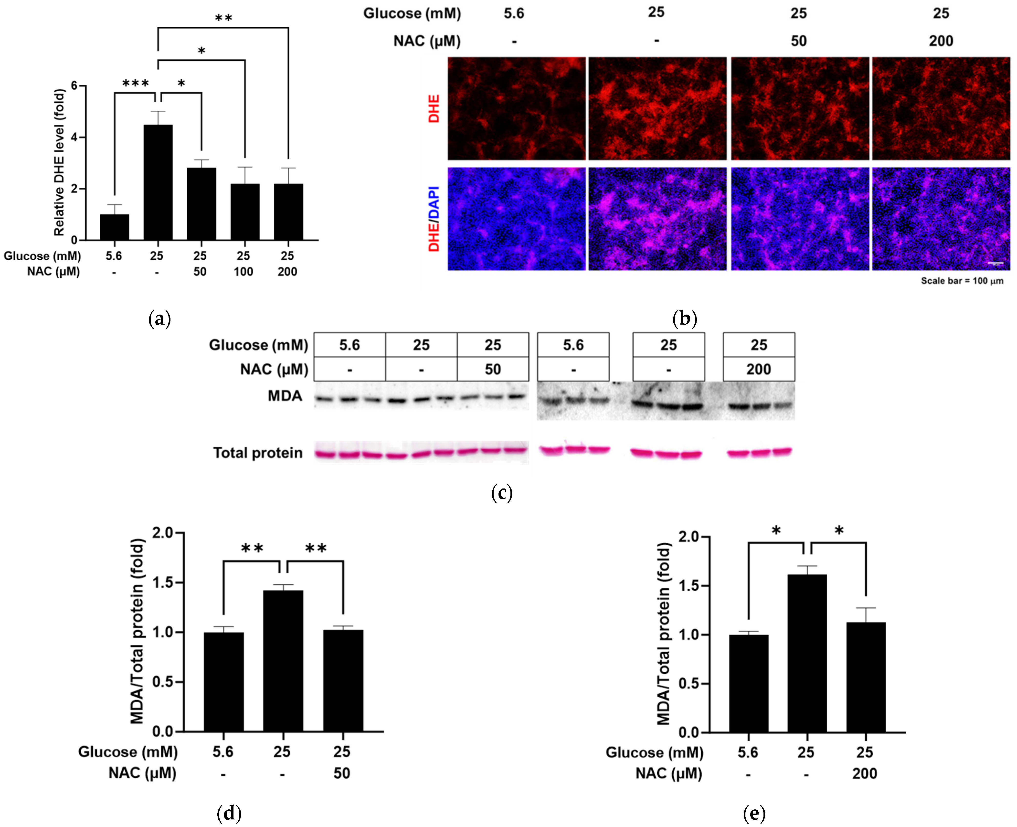 Pathophysiology 31 00007 g003 Pathophysiology 31 00007 g003