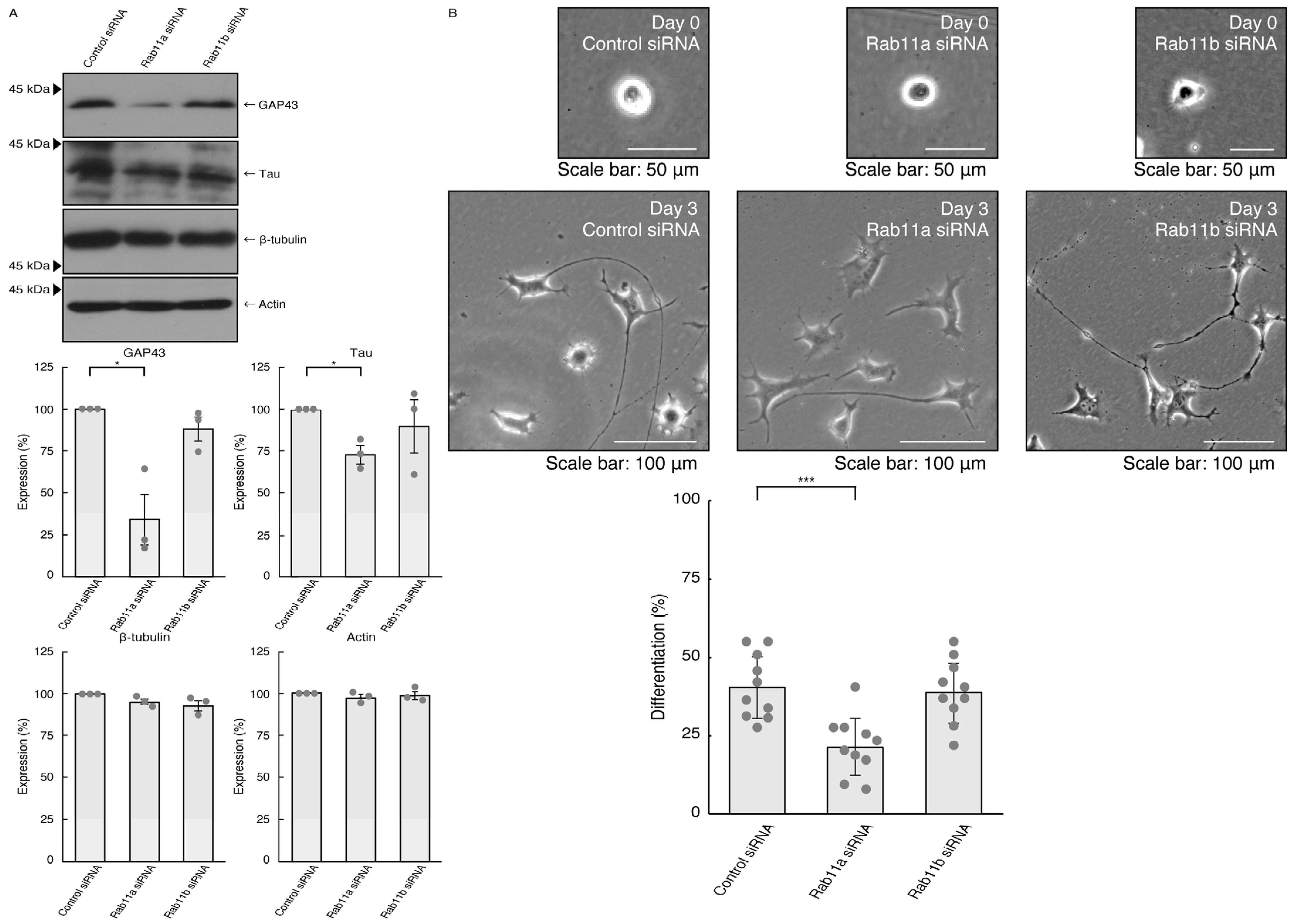 Pathophysiology 31 00008 g001 Pathophysiology 31 00008 g001