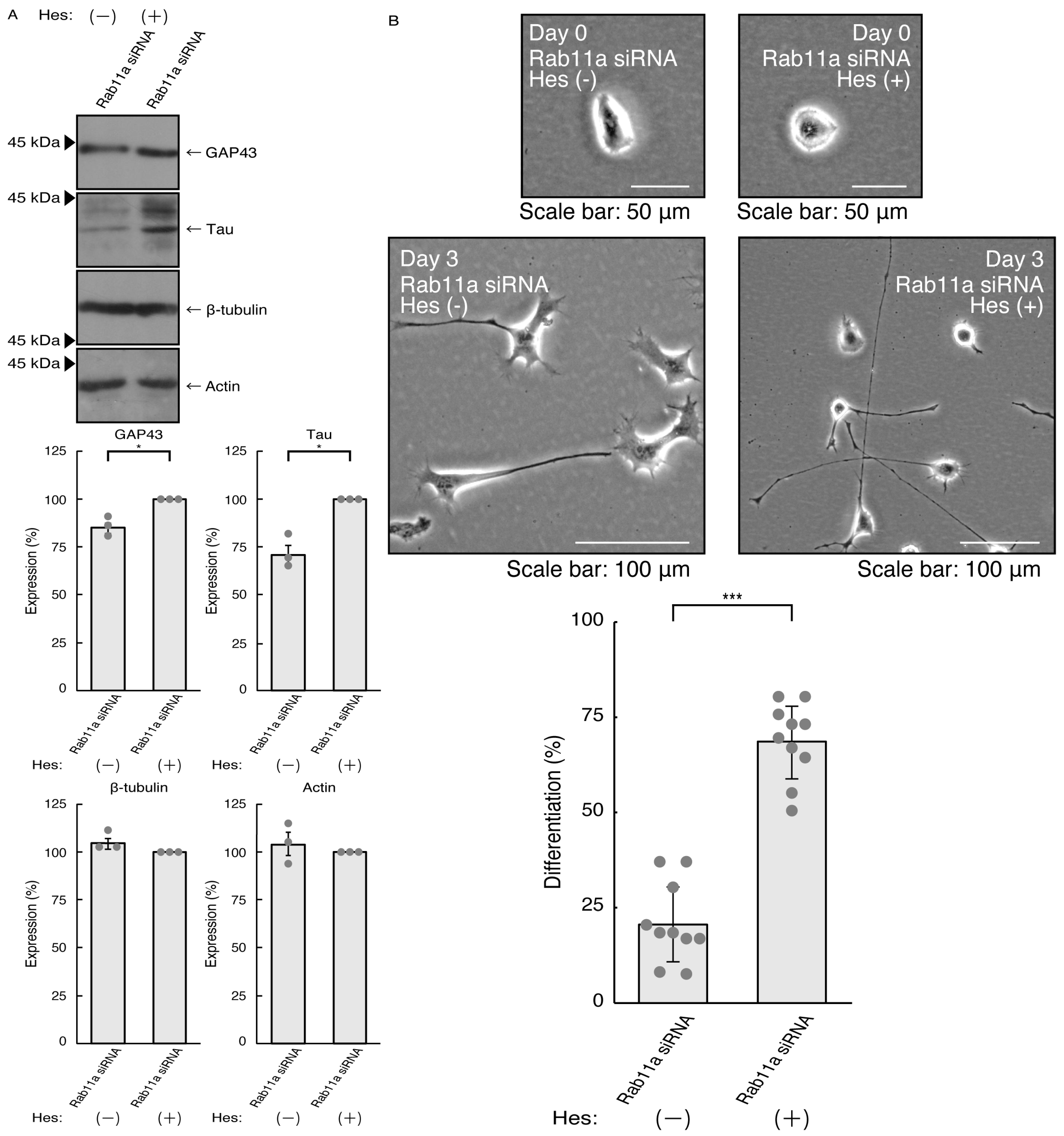 Pathophysiology 31 00008 g003 Pathophysiology 31 00008 g003