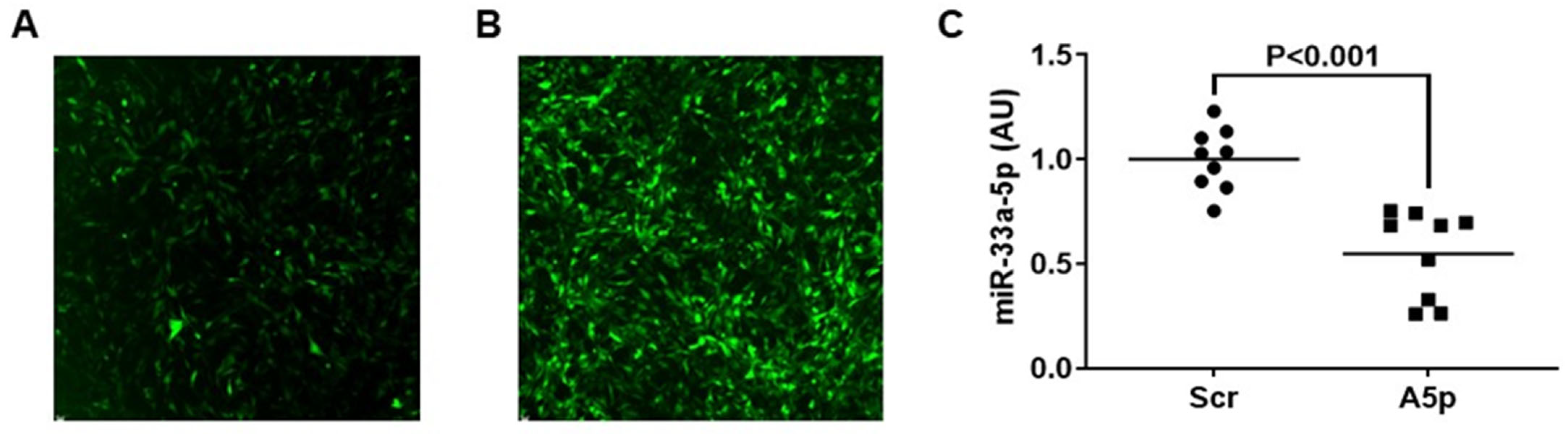 Pathophysiology 31 00009 g001 Pathophysiology 31 00009 g001