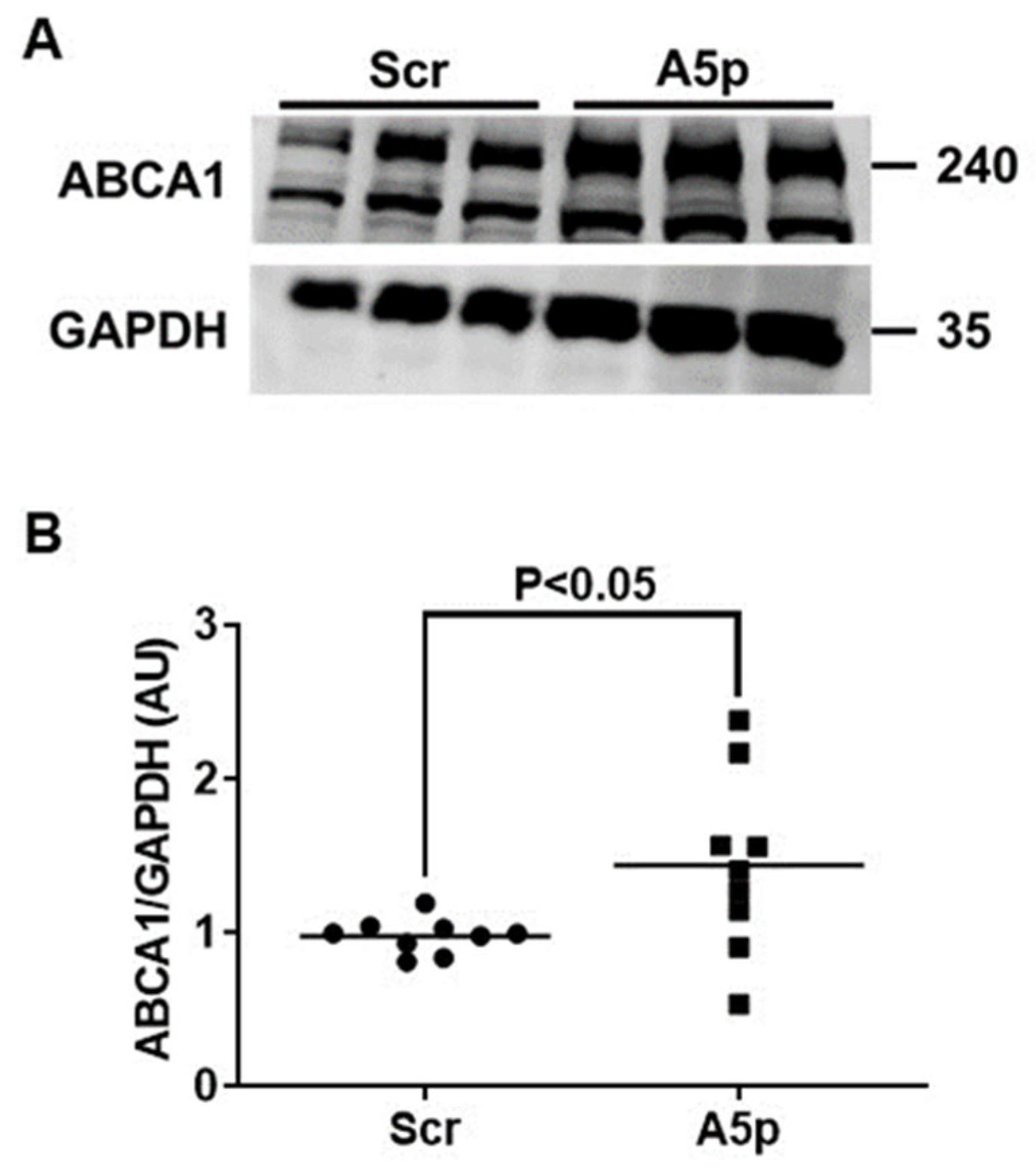 Pathophysiology 31 00009 g002 Pathophysiology 31 00009 g002