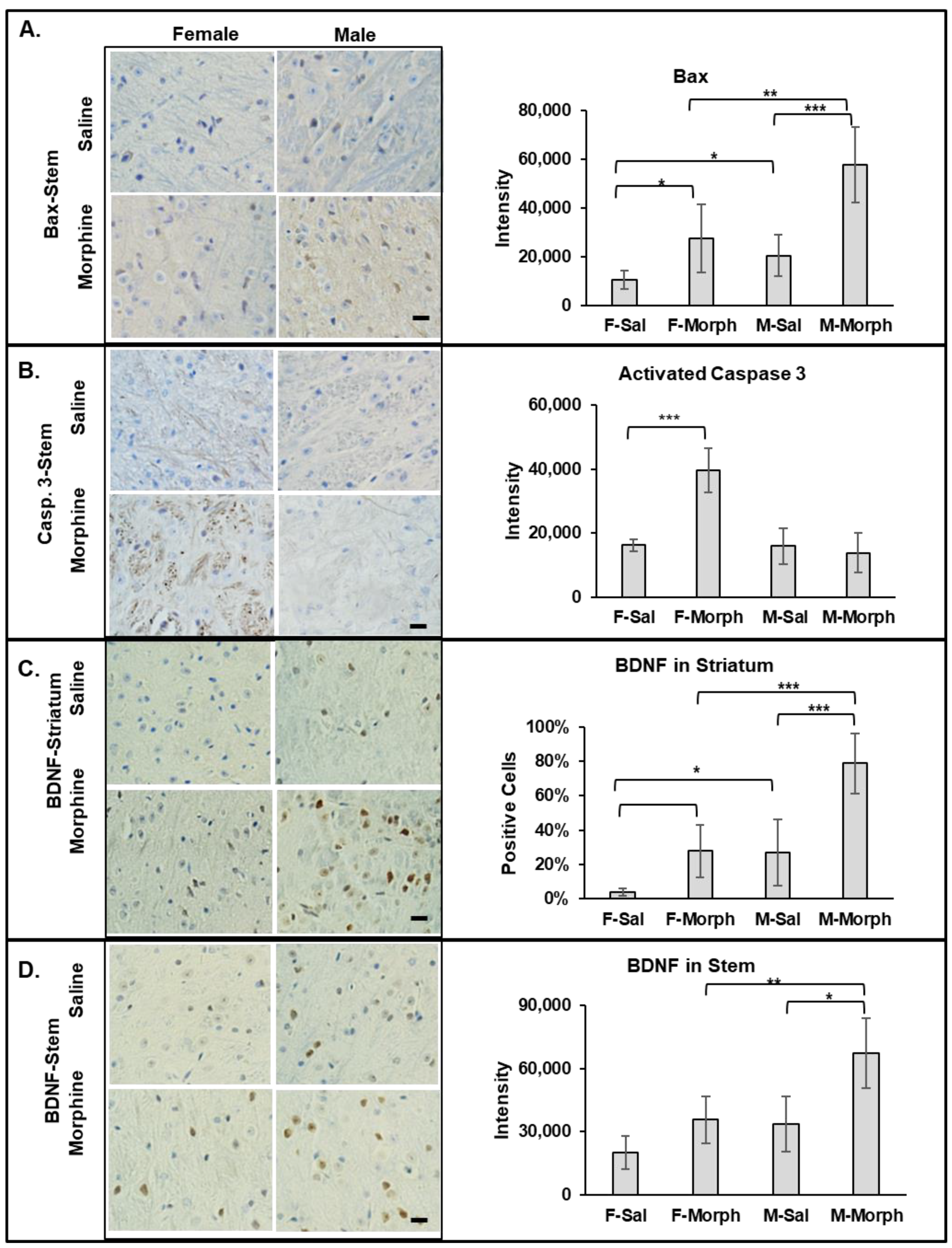 Pathophysiology 31 00012 g003 Pathophysiology 31 00012 g003