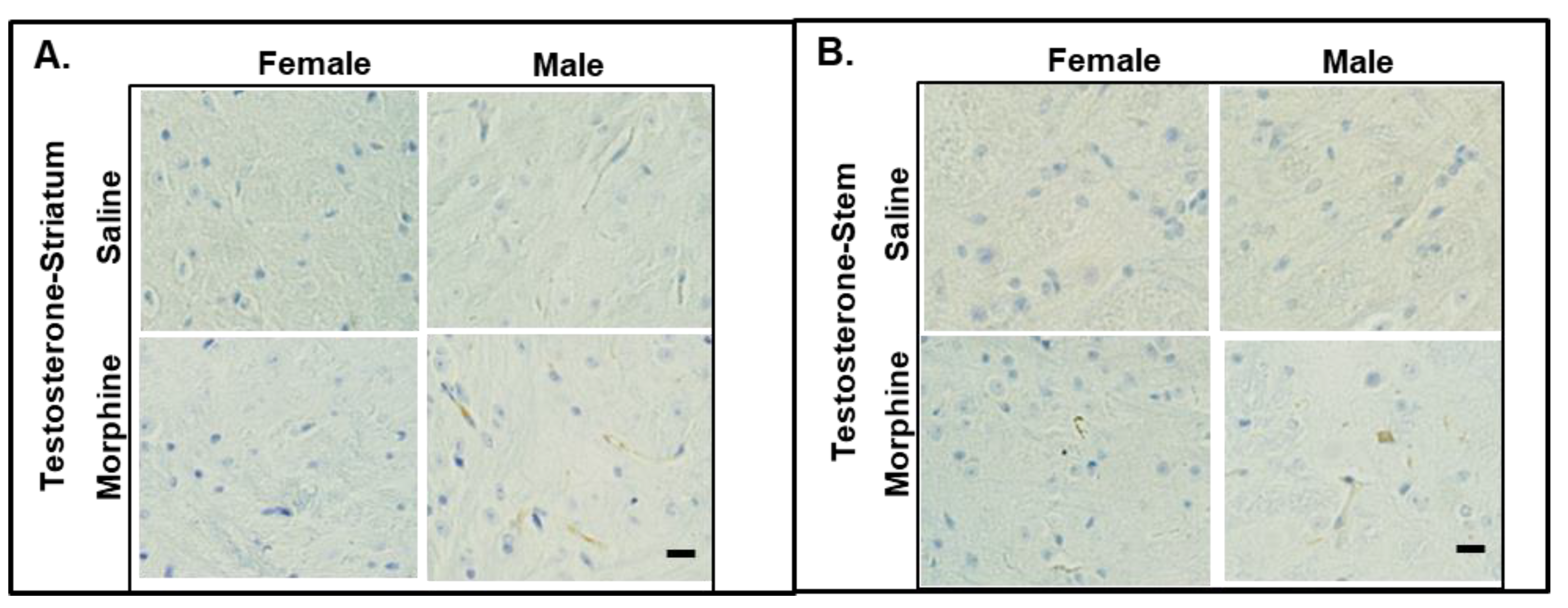 Pathophysiology 31 00012 g006 Pathophysiology 31 00012 g006