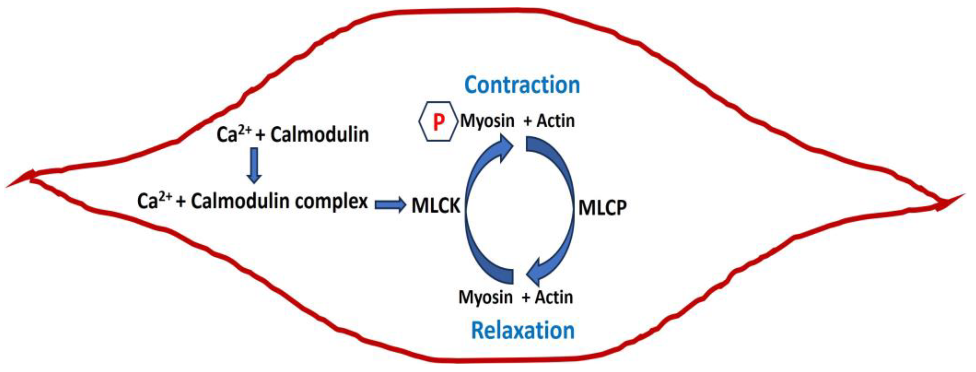 Pathophysiology 31 00018 g001 Pathophysiology 31 00018 g001