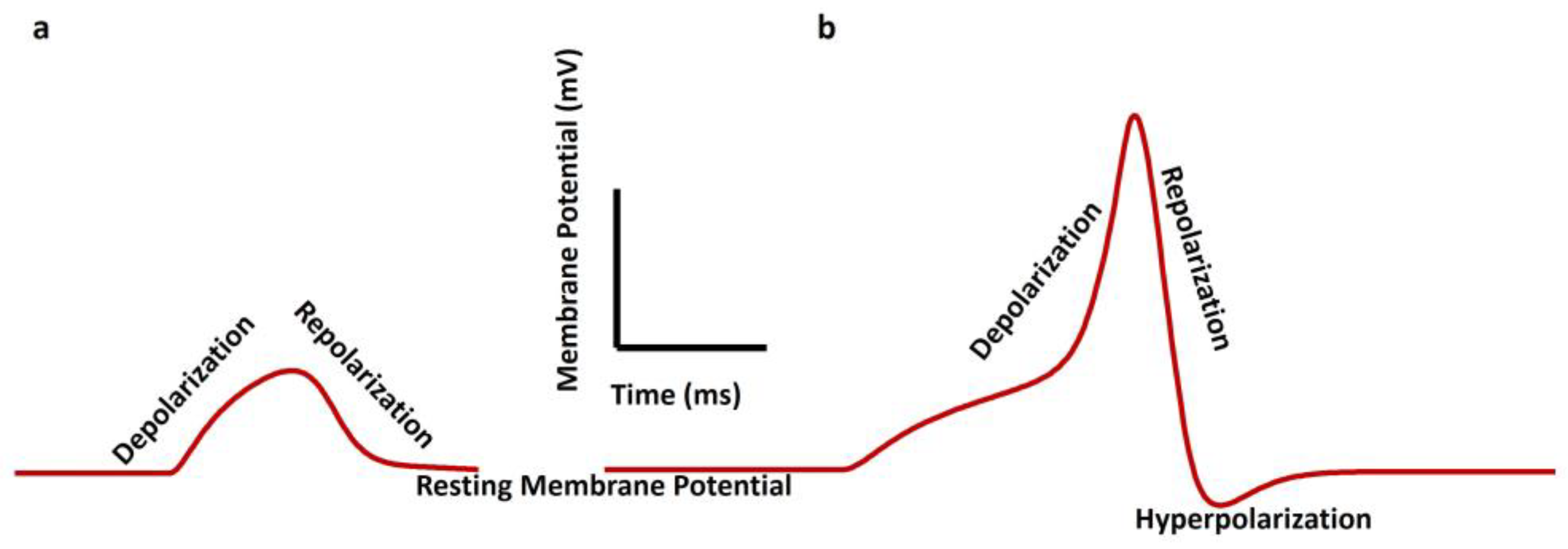 Pathophysiology 31 00018 g002 Pathophysiology 31 00018 g002