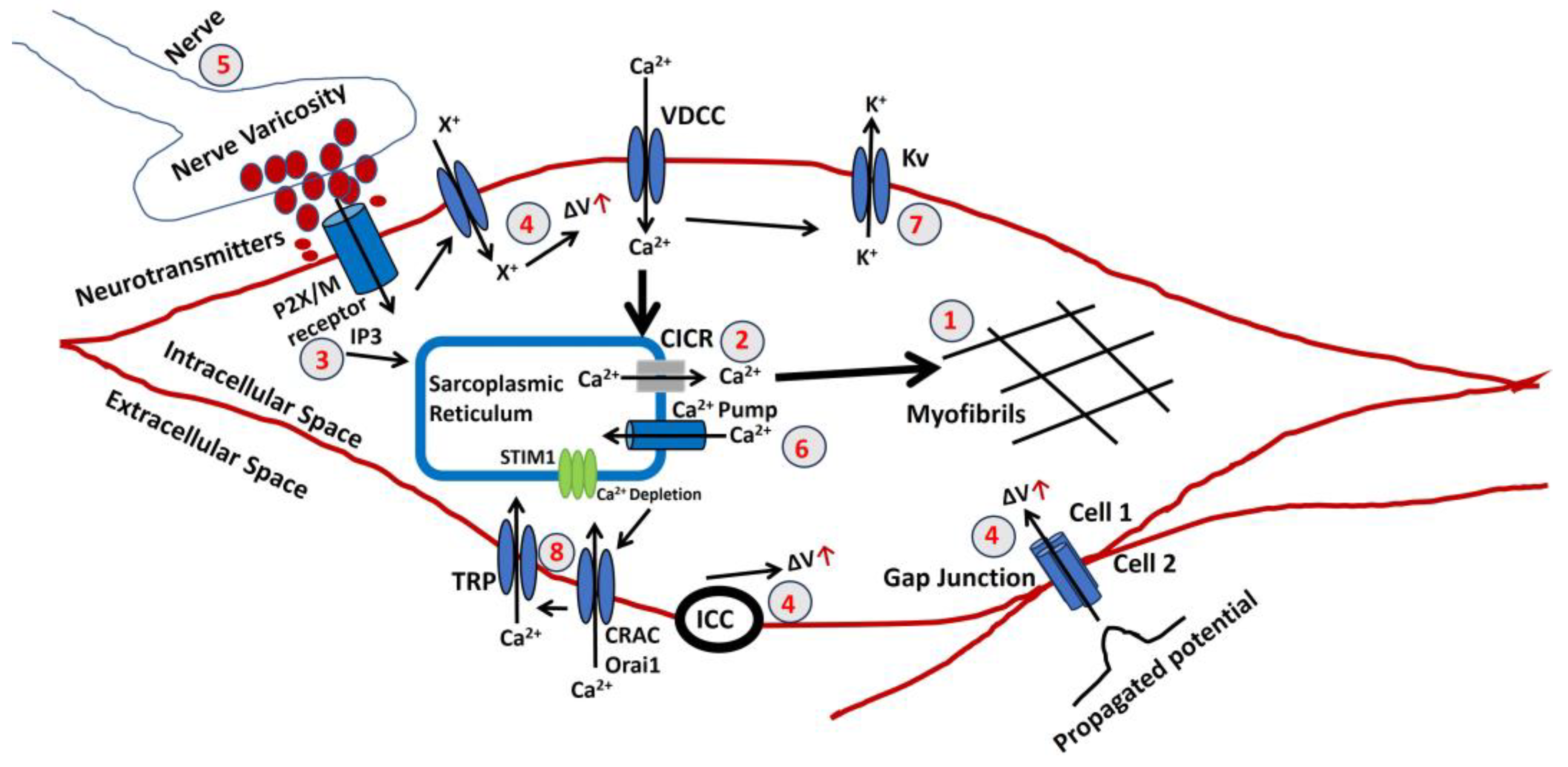 Pathophysiology 31 00018 g004 Pathophysiology 31 00018 g004