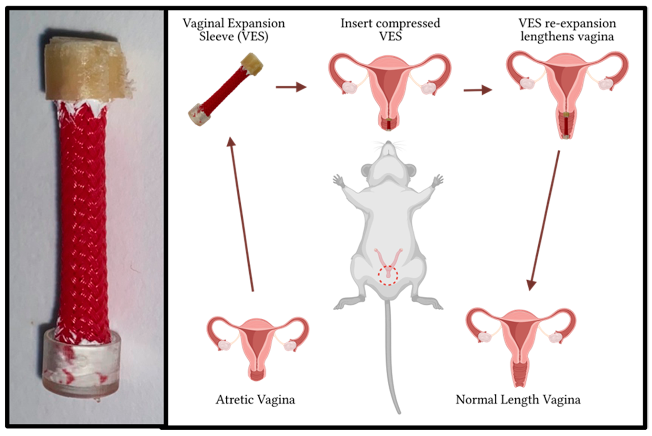 Pathophysiology 31 00022 g001