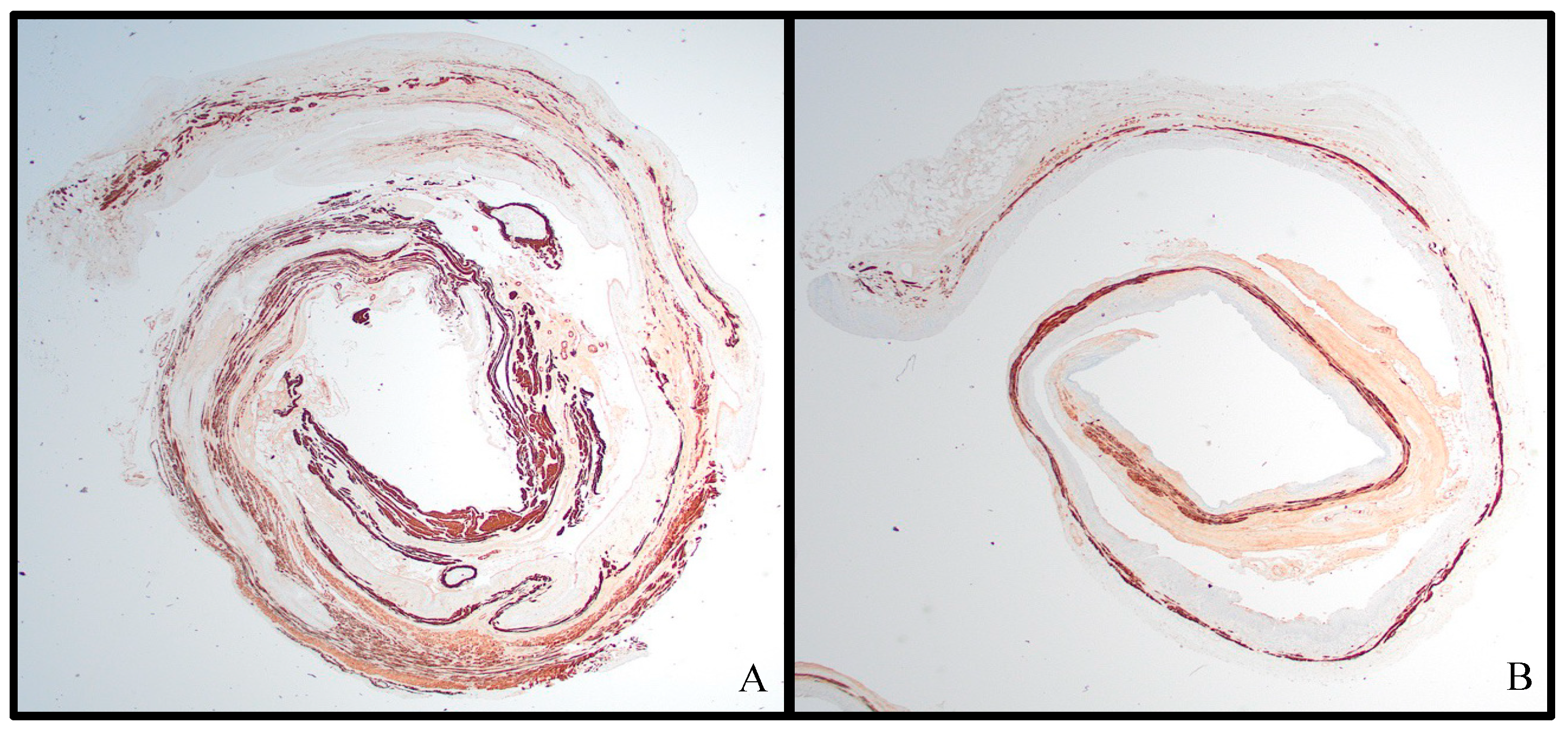 Pathophysiology 31 00022 g003