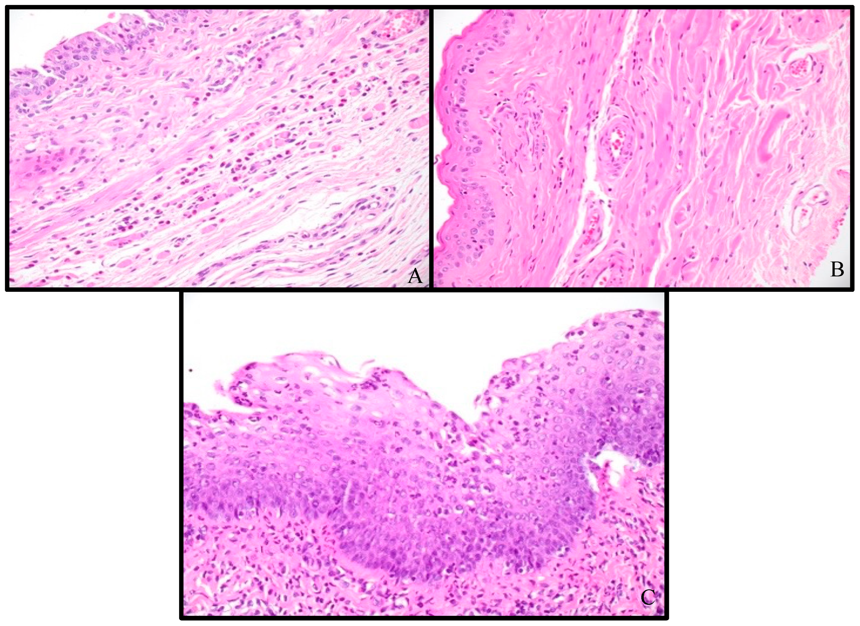 Pathophysiology 31 00022 g004