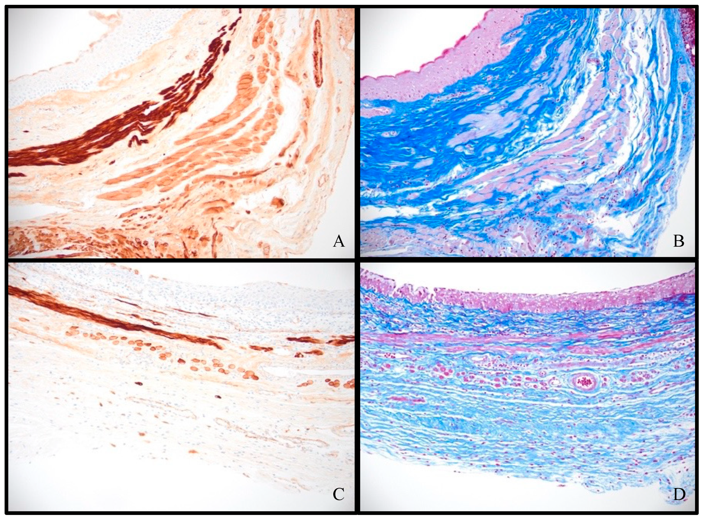 Pathophysiology 31 00022 g005
