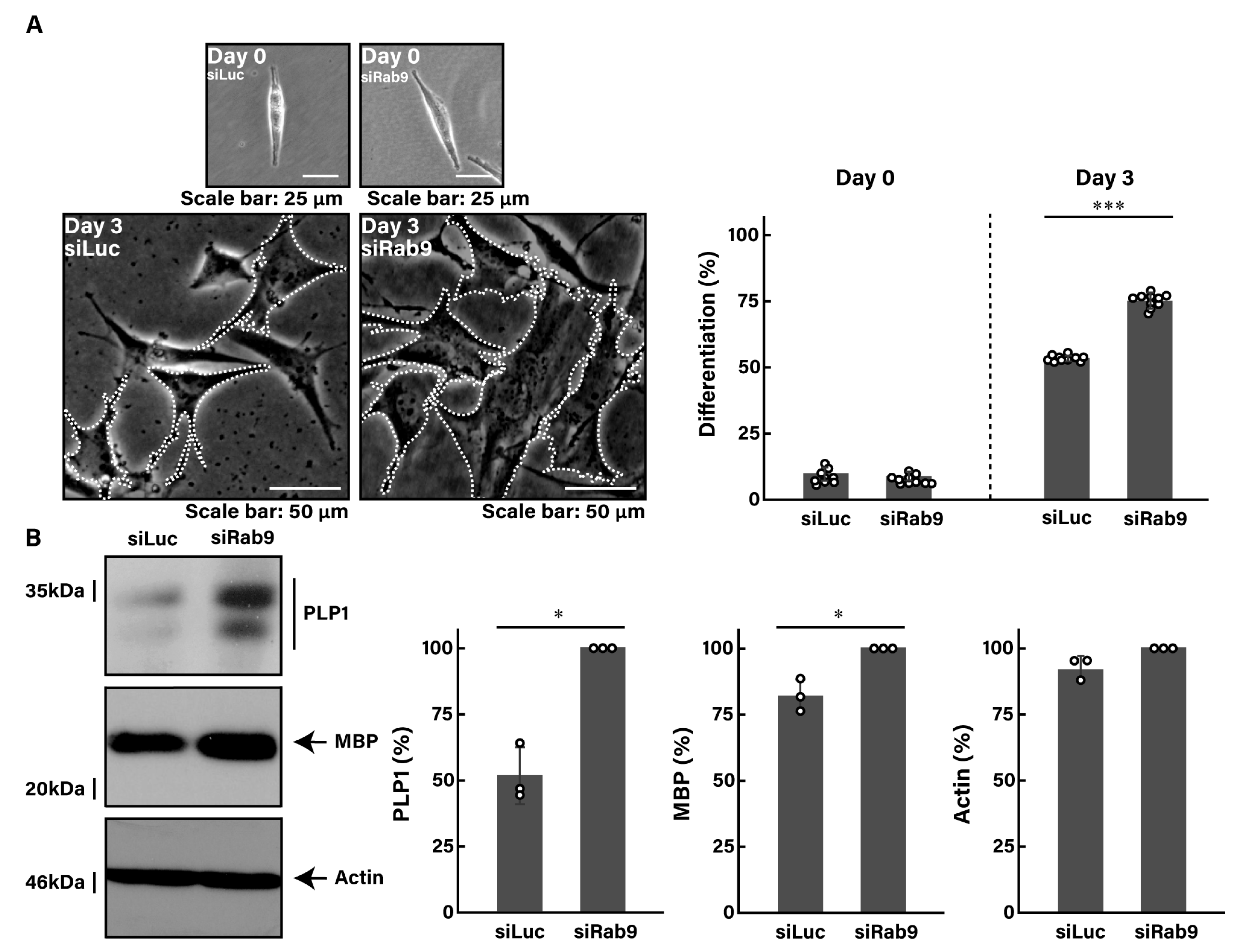 Pathophysiology 31 00032 g001